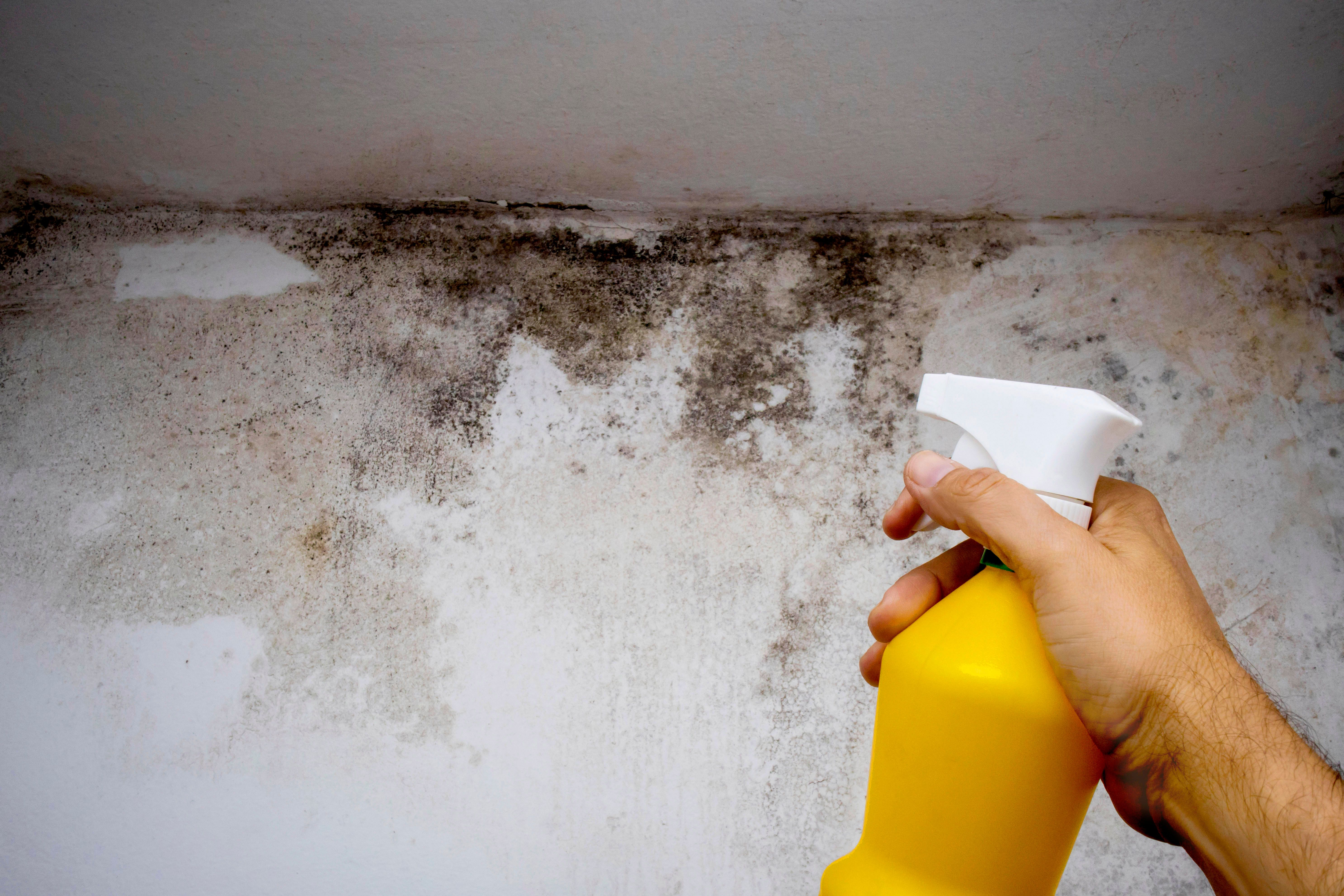 mold mildew