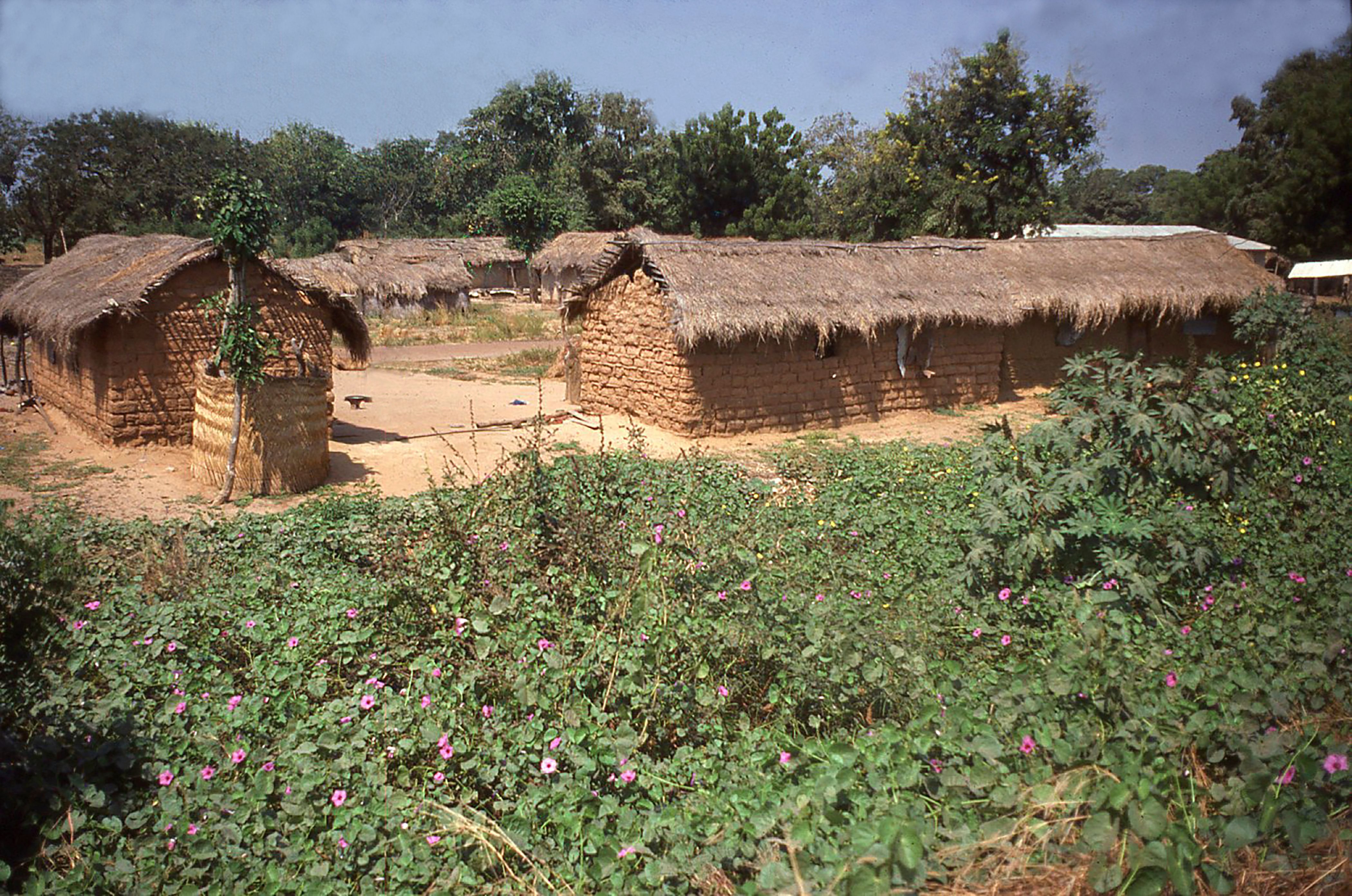 ghana farm