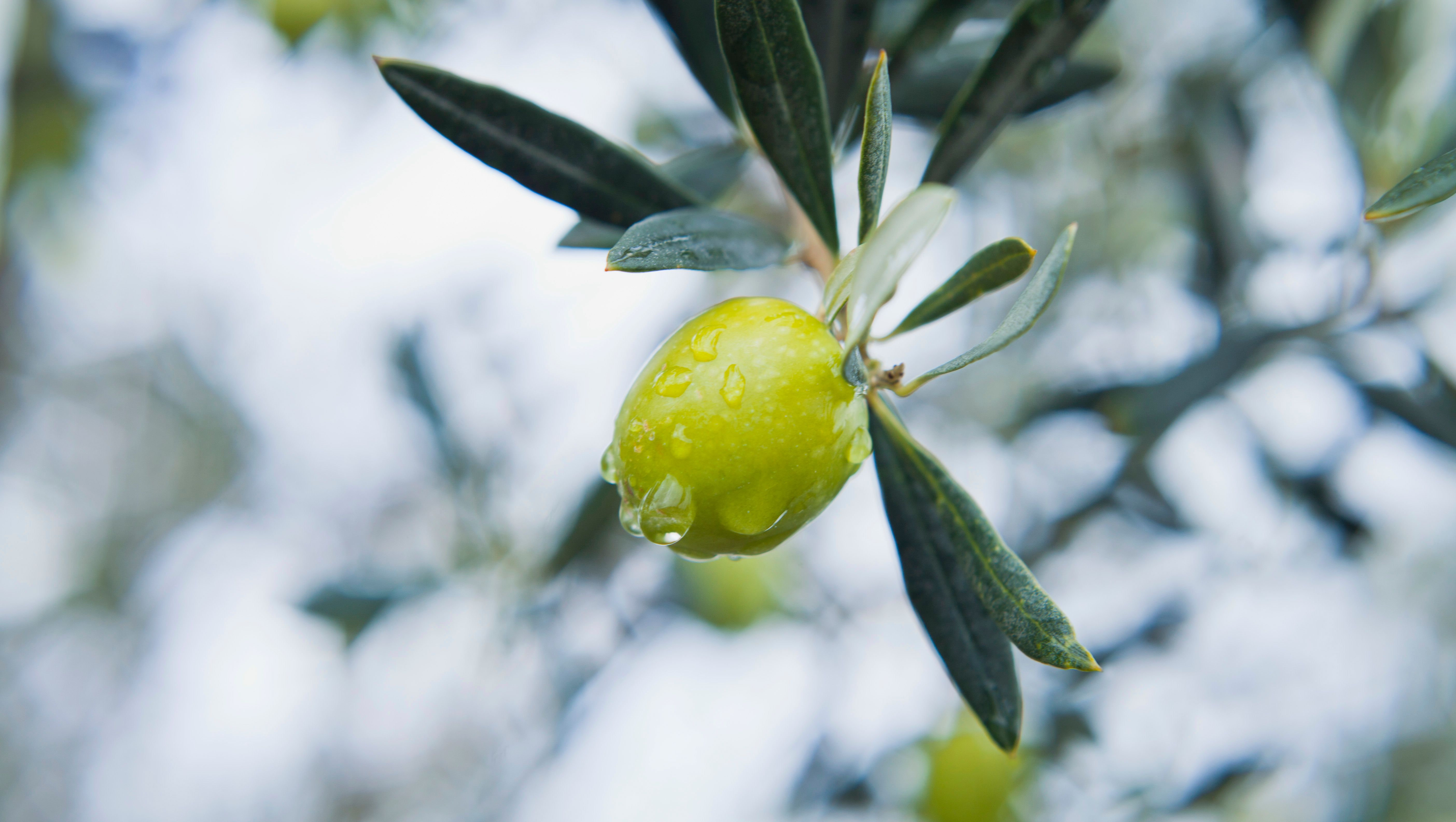 rain on olives