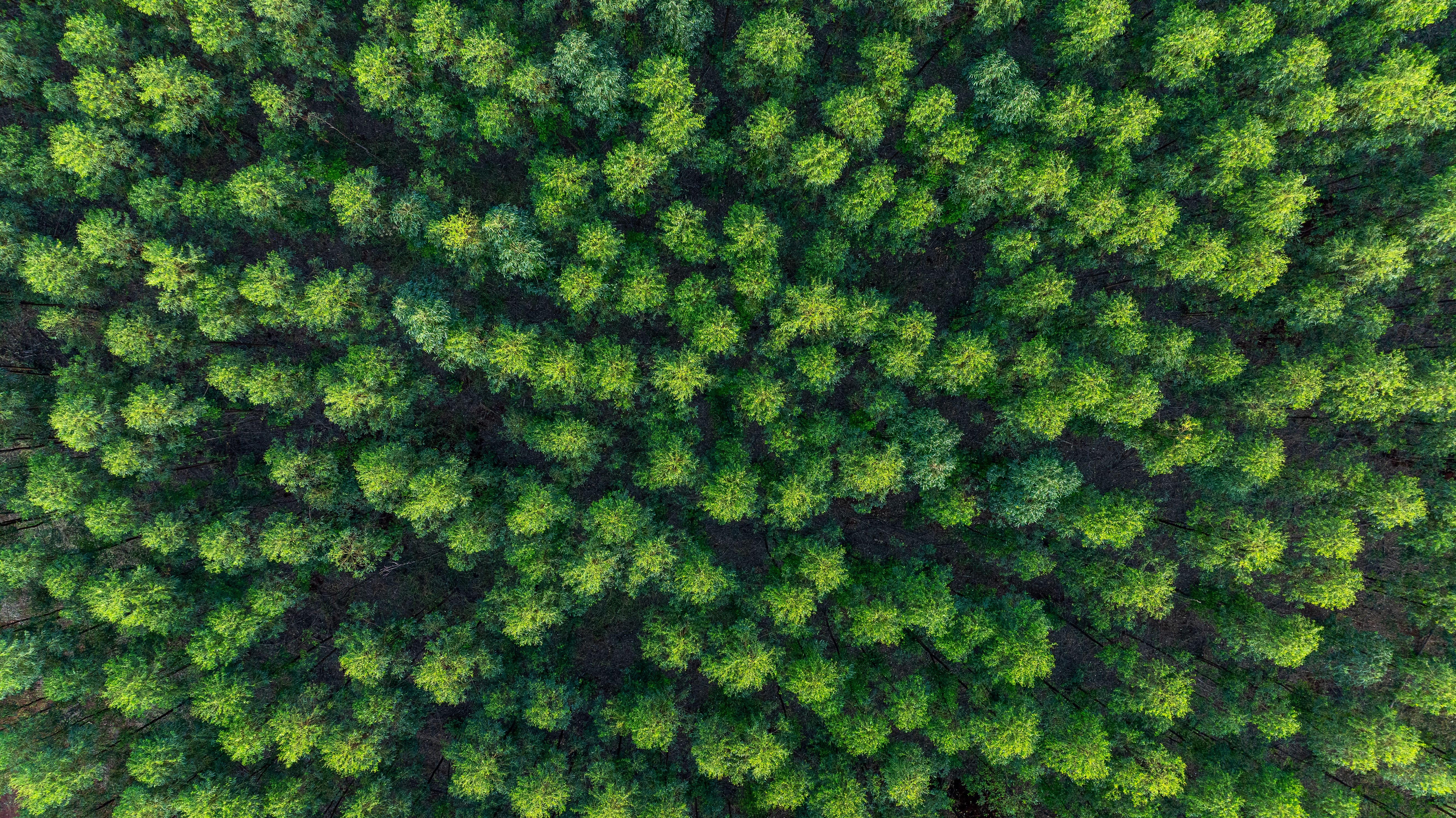 forest aerial view