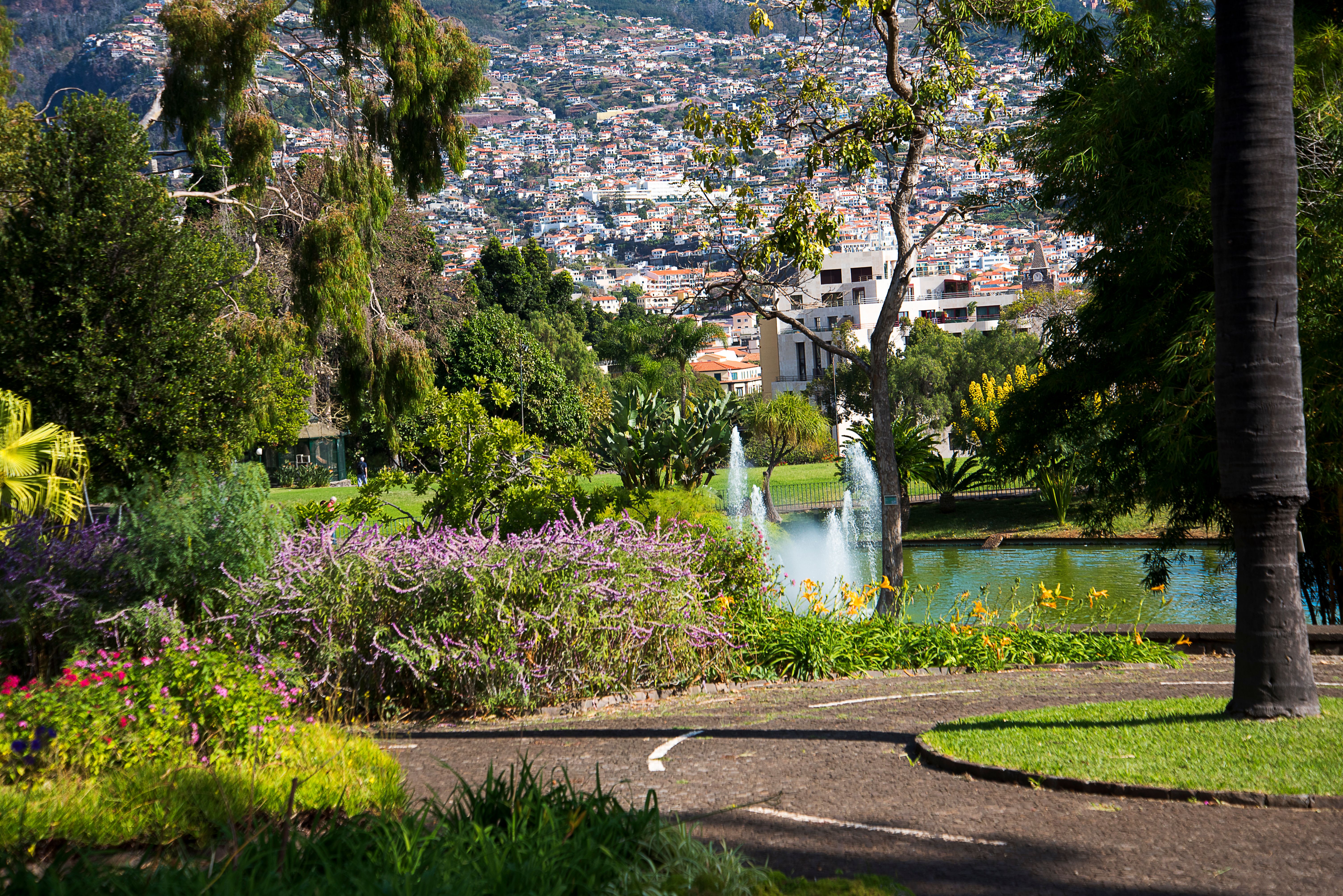 library funchal
