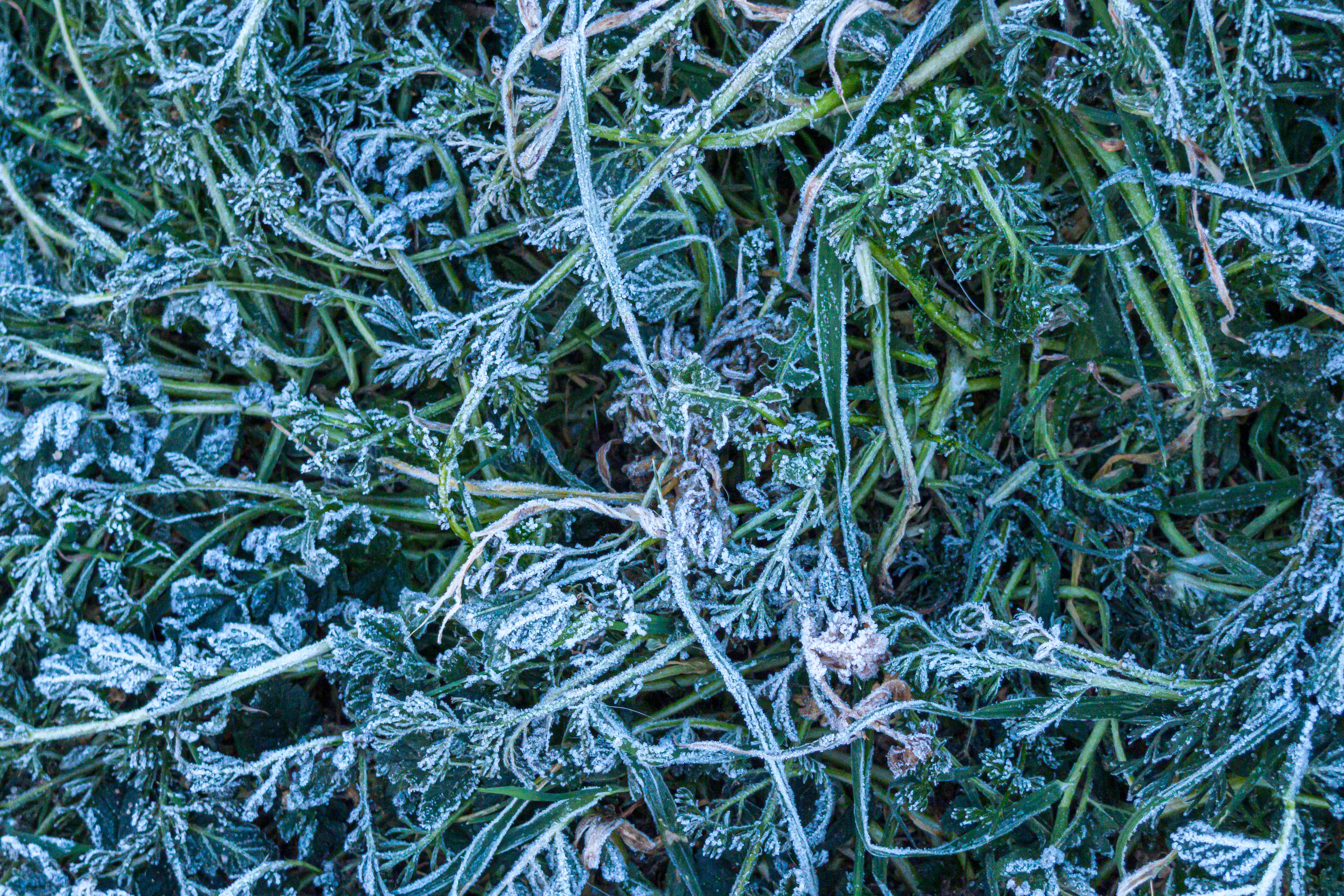 frozen herbs