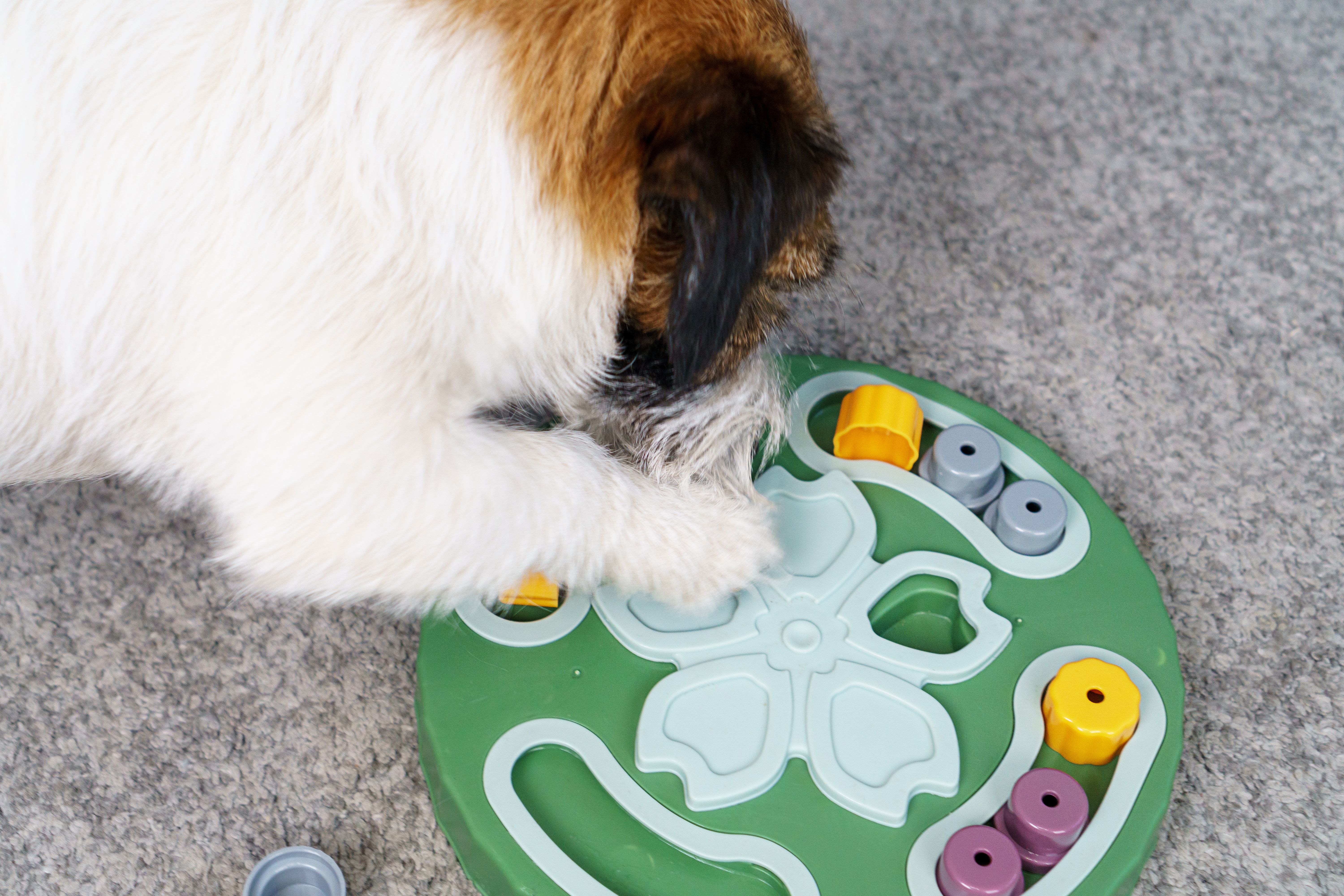 Top view Interactive educational toy feeder for dogs and cats. Smart dog is looking for delicious dried treats in intellectual game and eating them, close up. Intellectual game for dogs. and training of nose work with pet. brain game training for dogs Top view Interactive educational toy feeder for dogs and cats. Smart dog is looking for delicious dried treats in intellectual game and eating them, close up. Intellectual game for dogs. and training of nose work with pet. brain game training for dogs