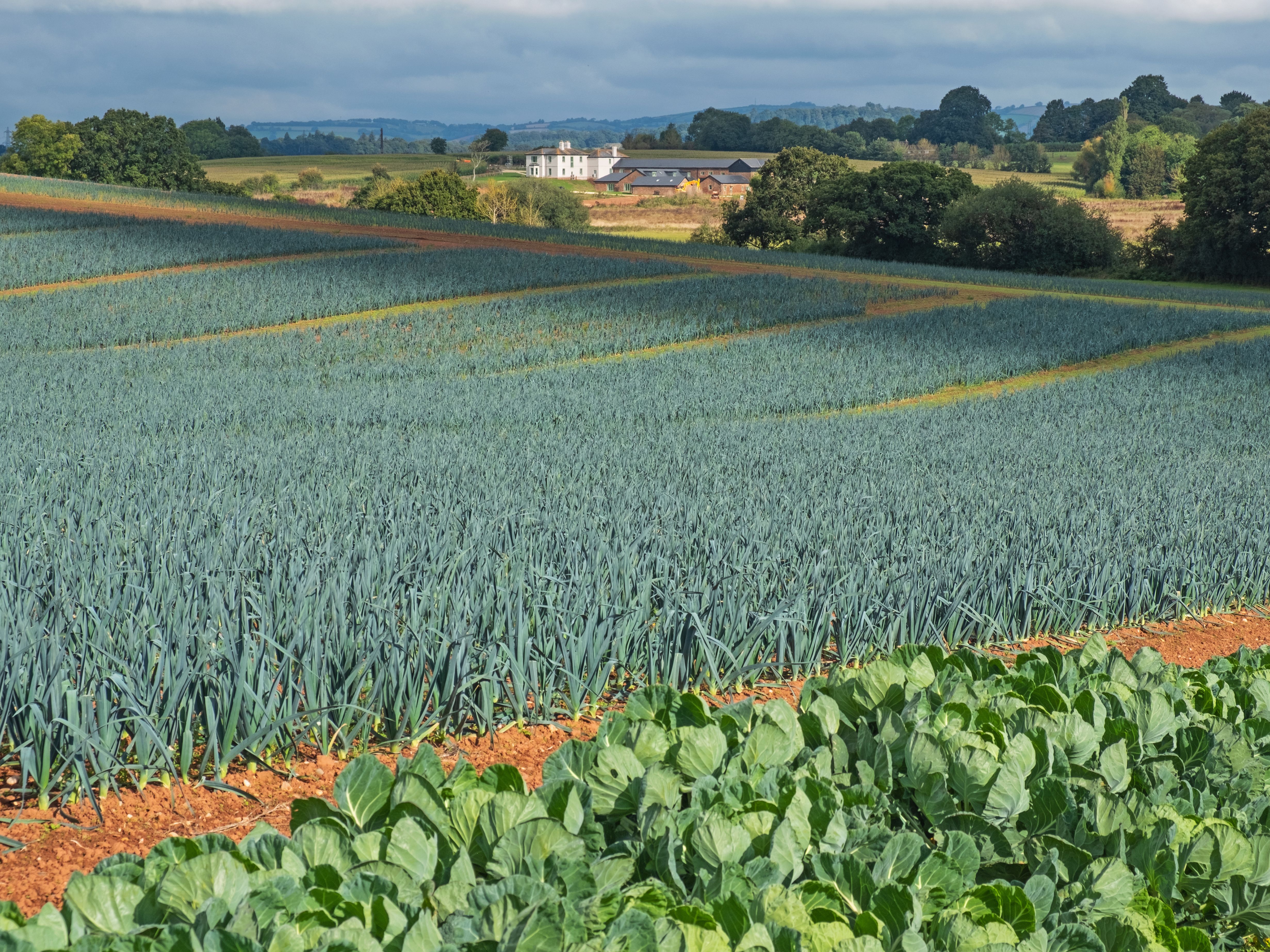organic crops