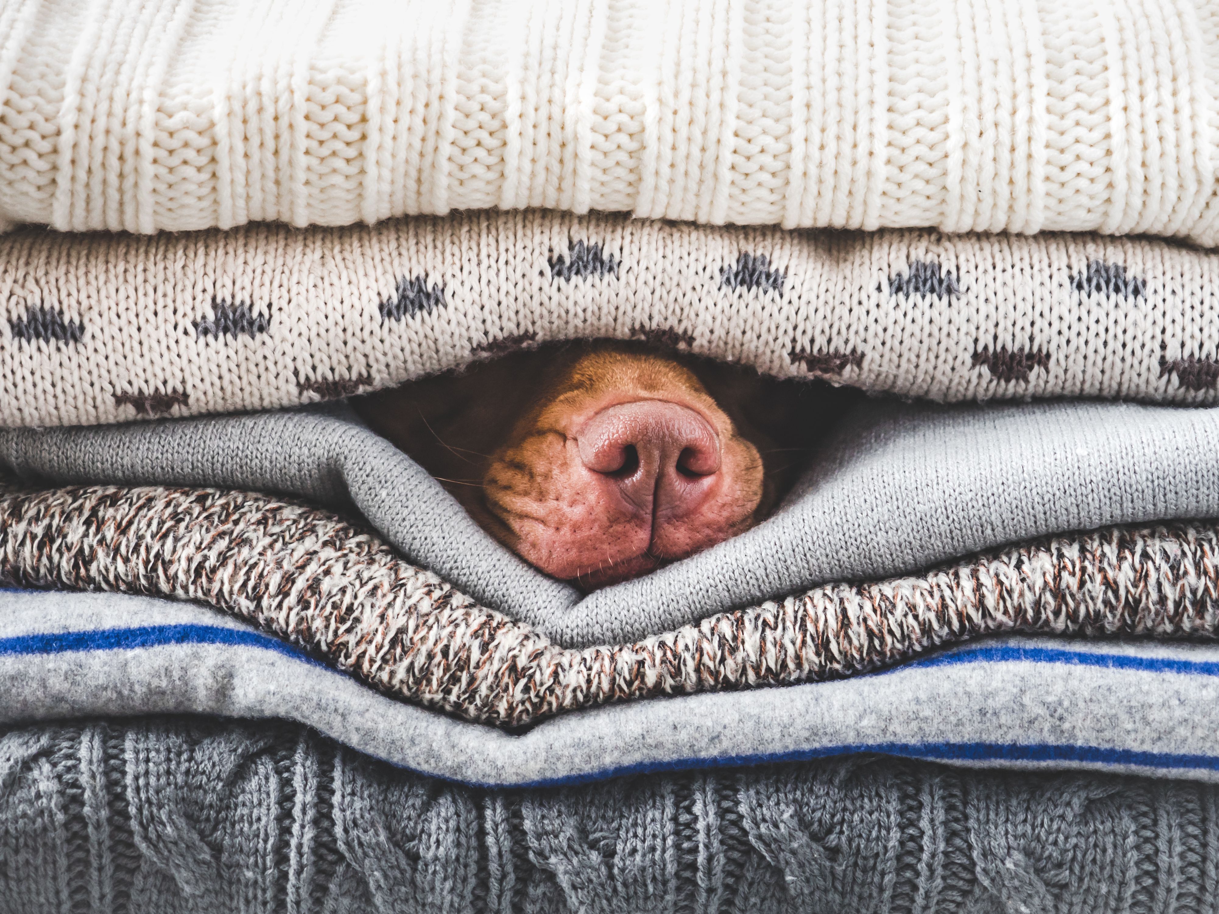 warm pet bed