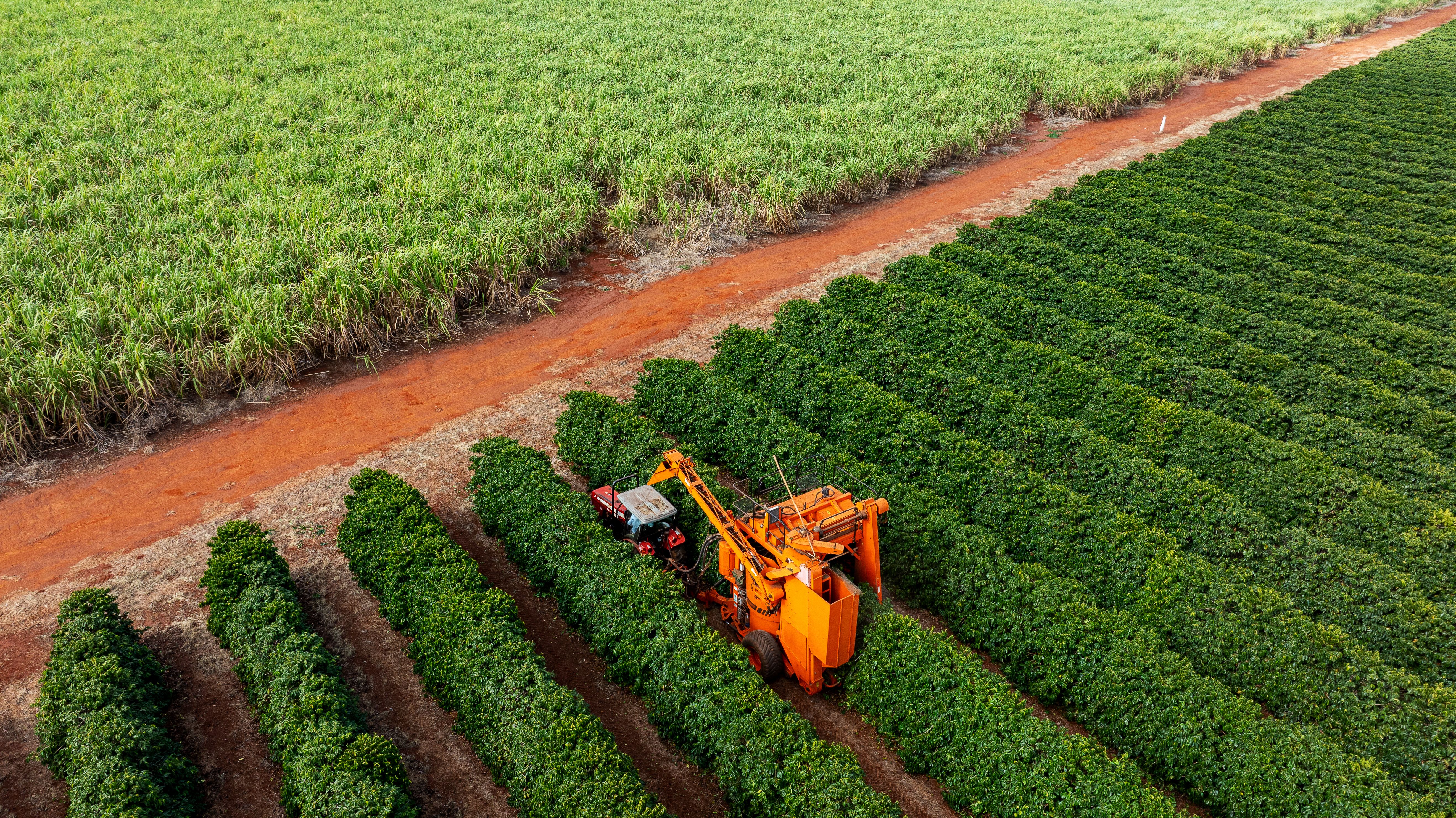 Brazilian coffee harvest