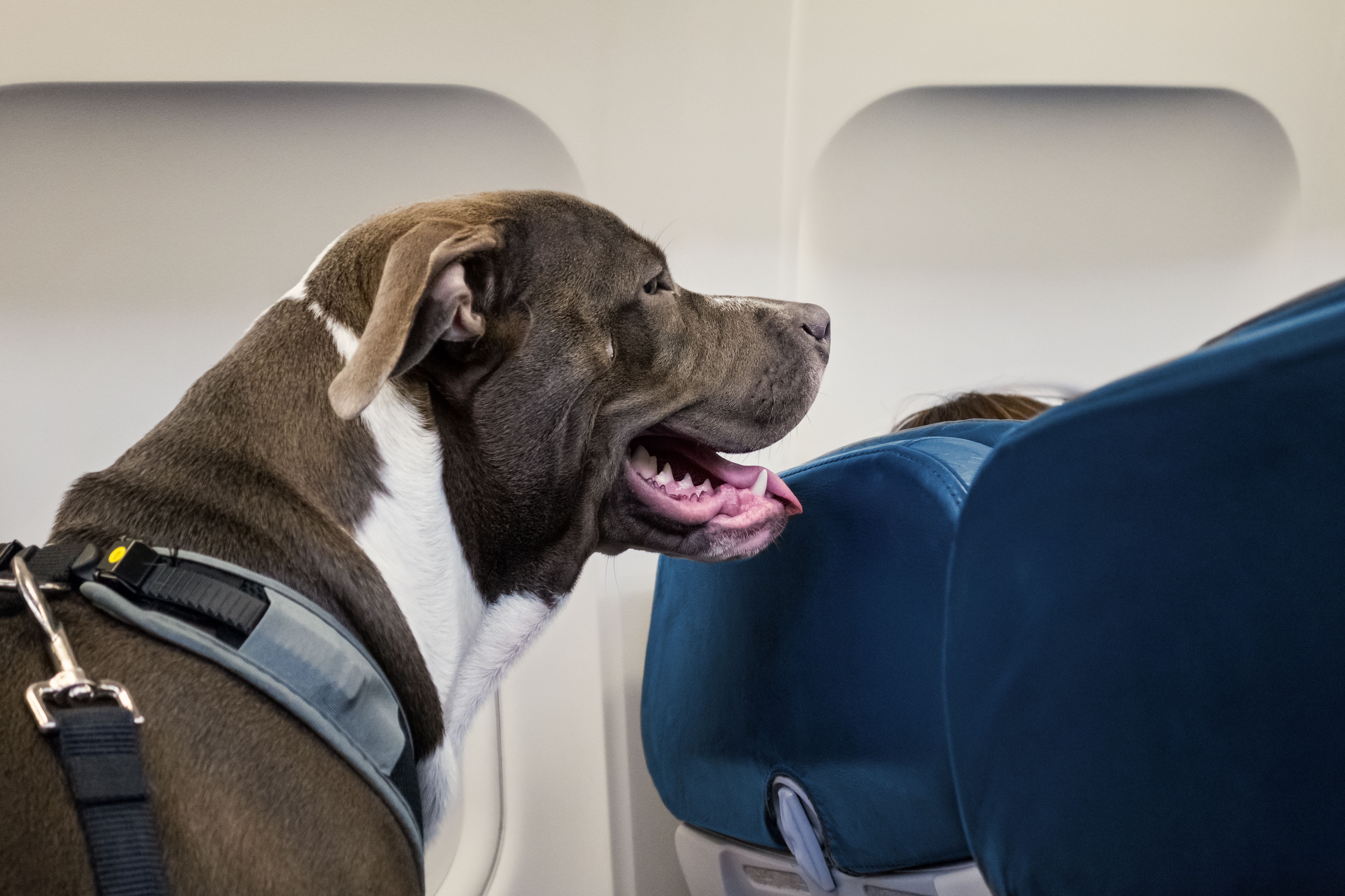 airline pet travel