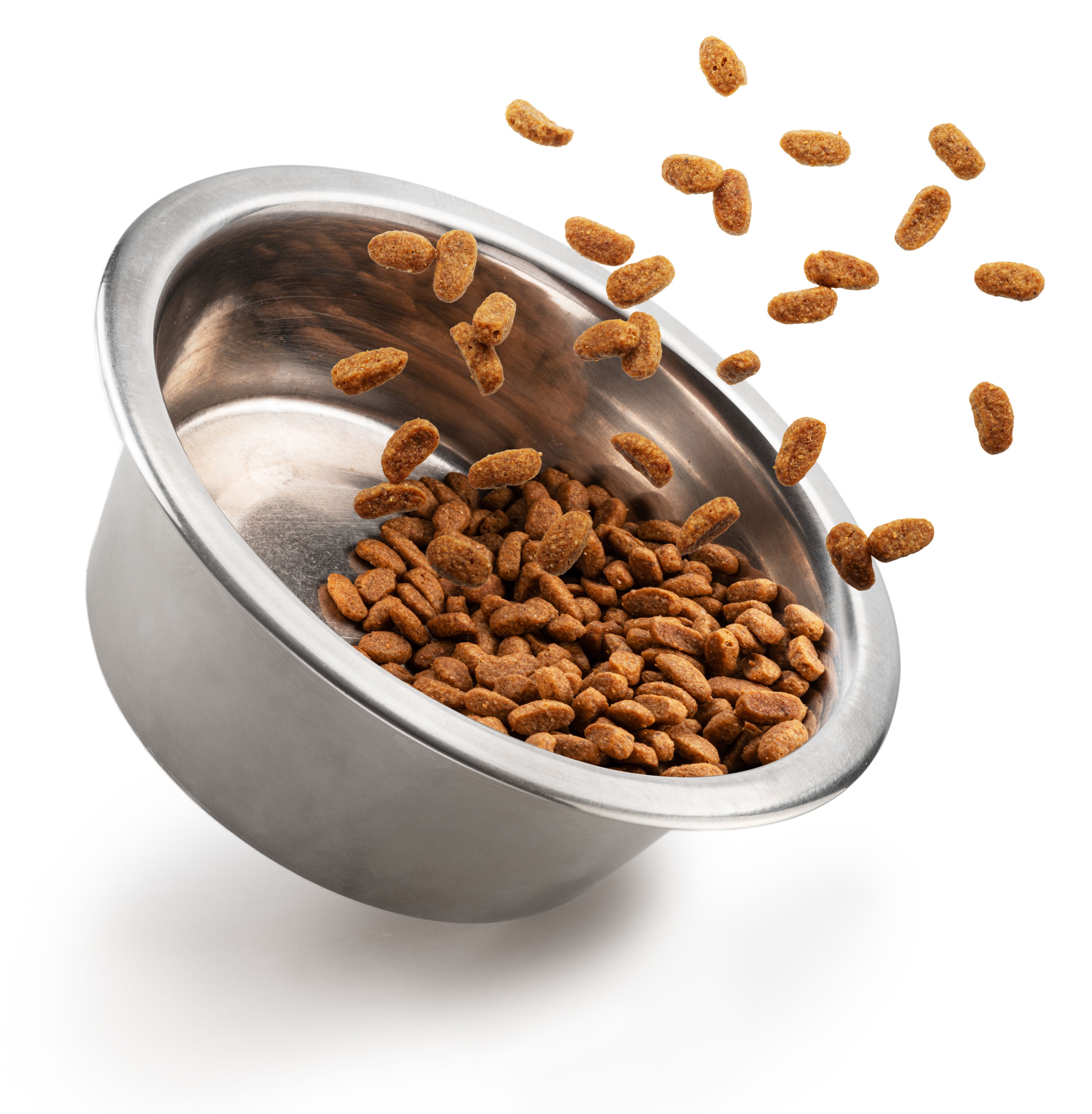 dog food gourmet