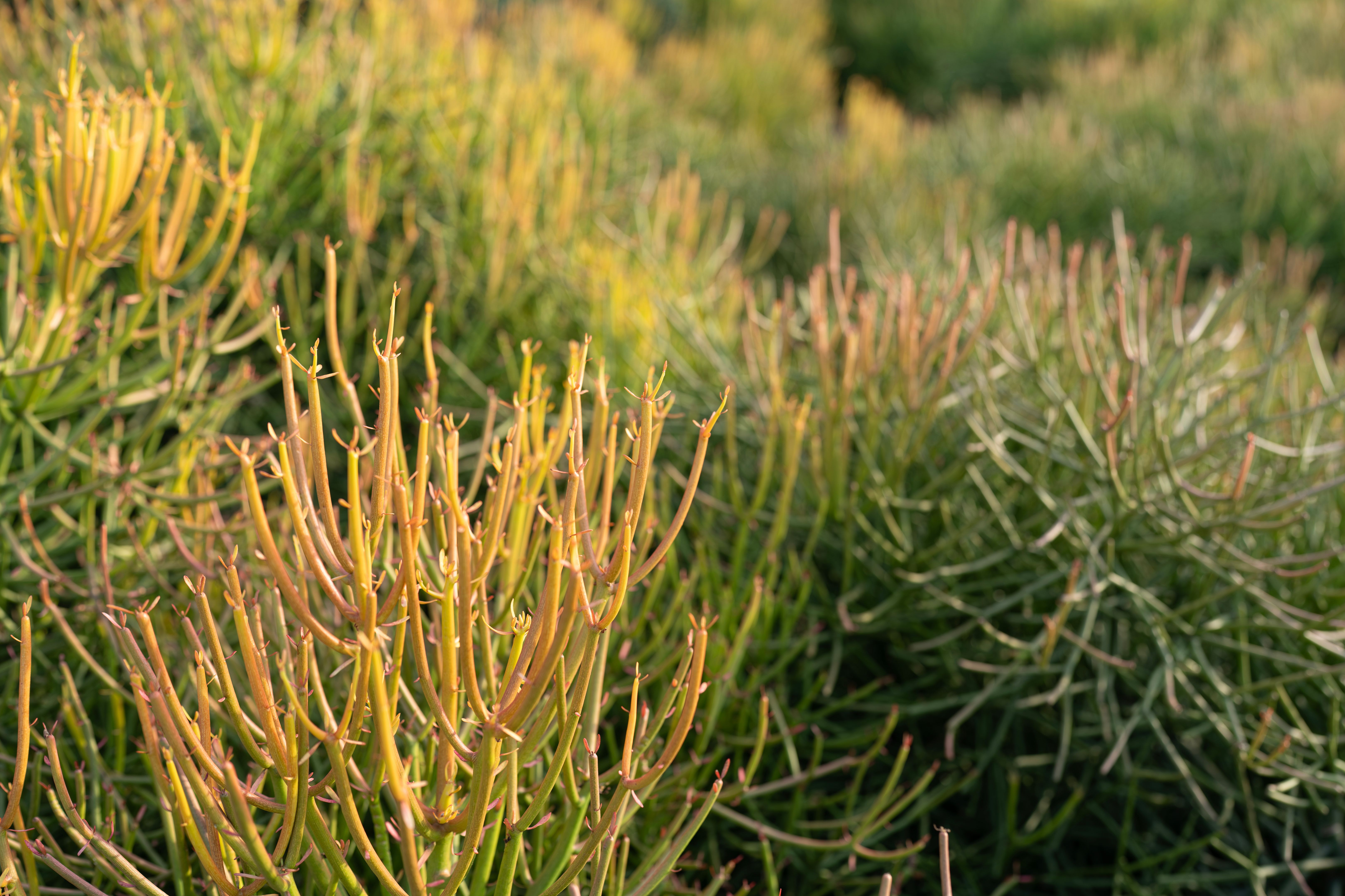 drought resistant plants