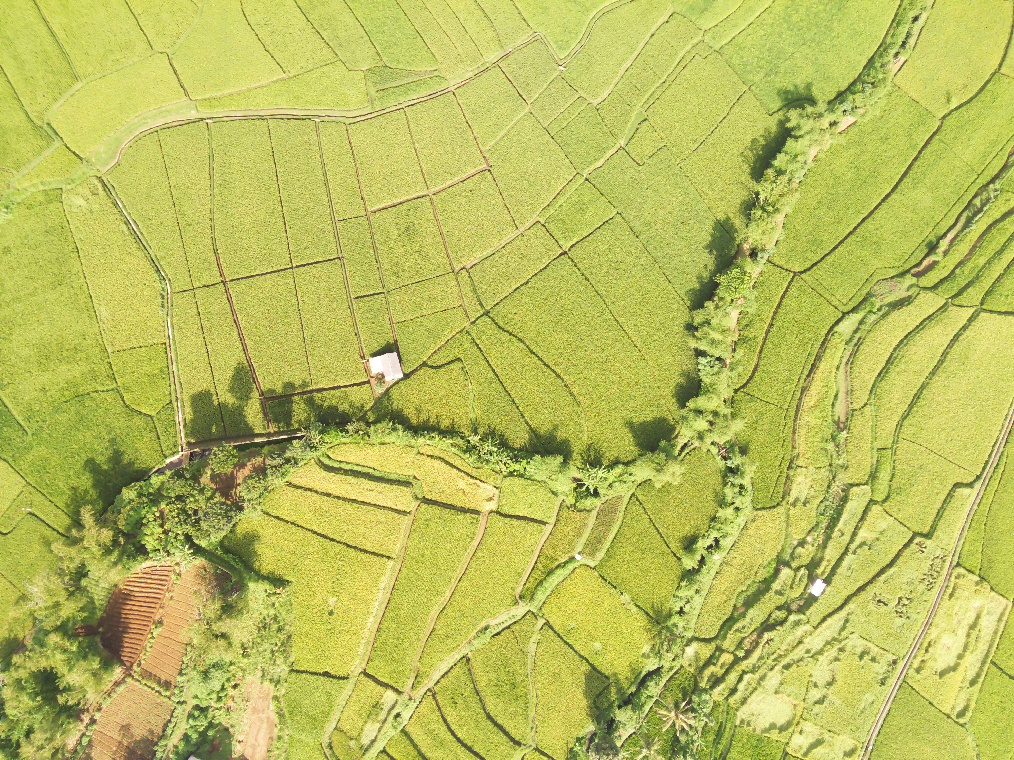 indonesian farm landscape