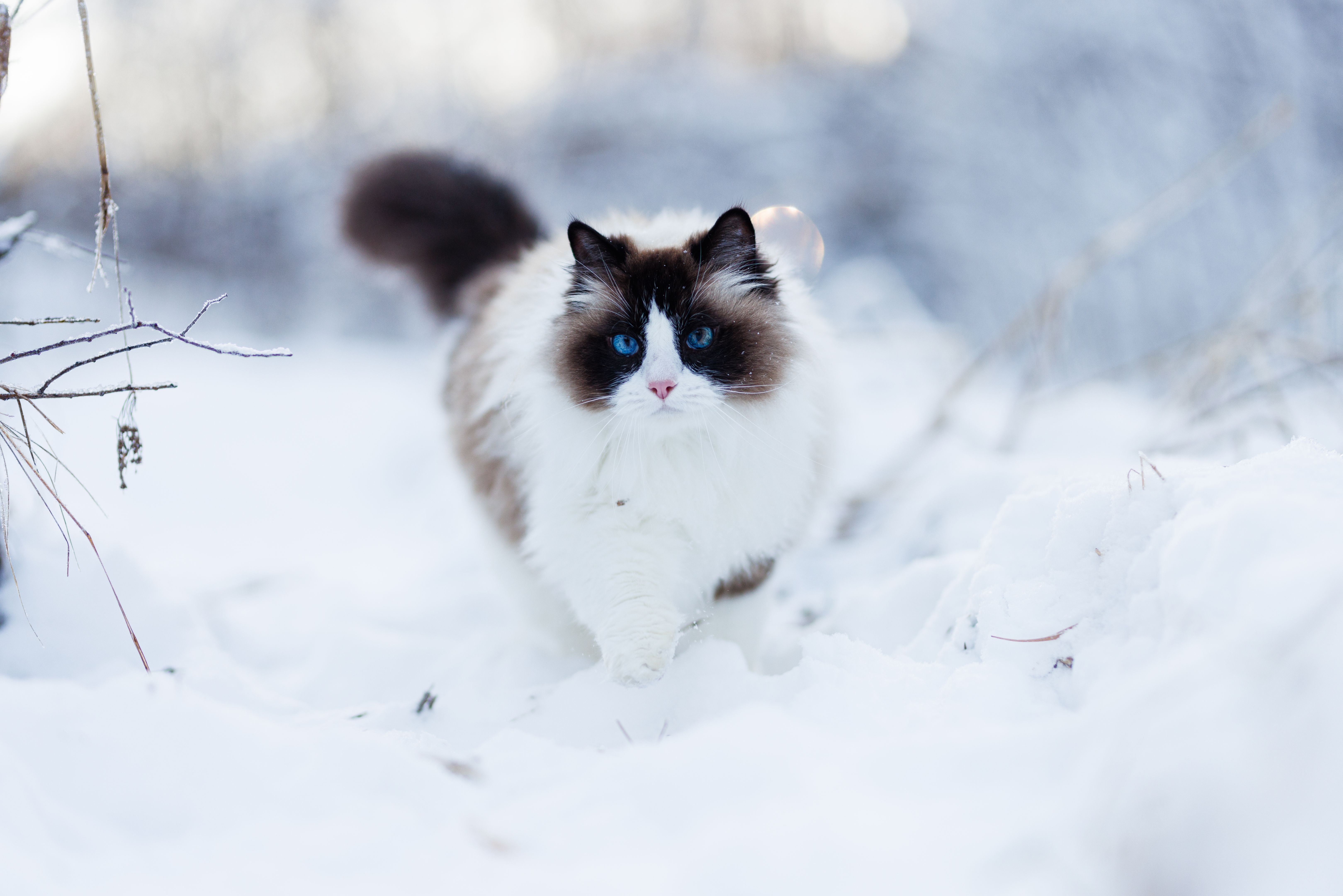 winter cat