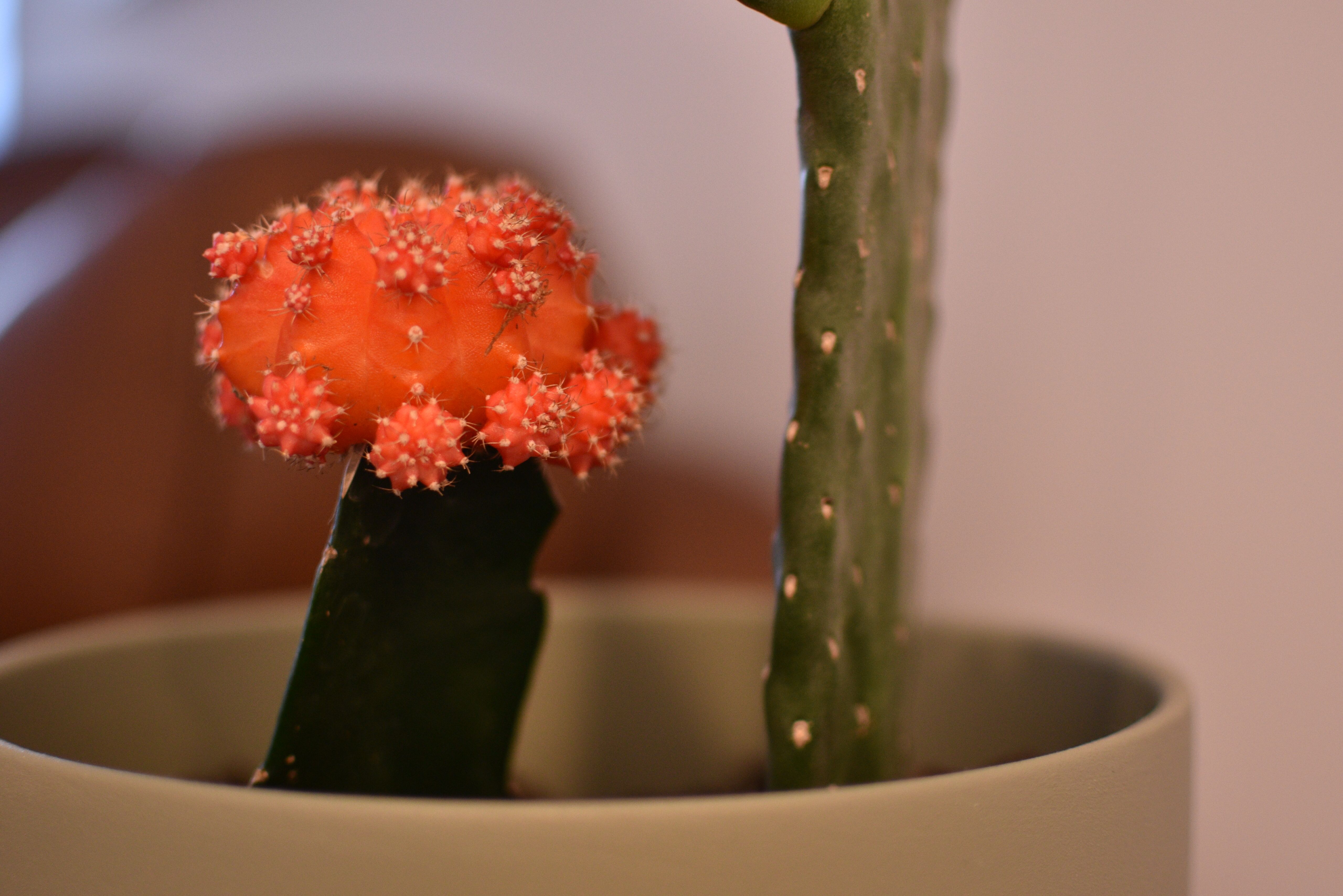 succulent decorations