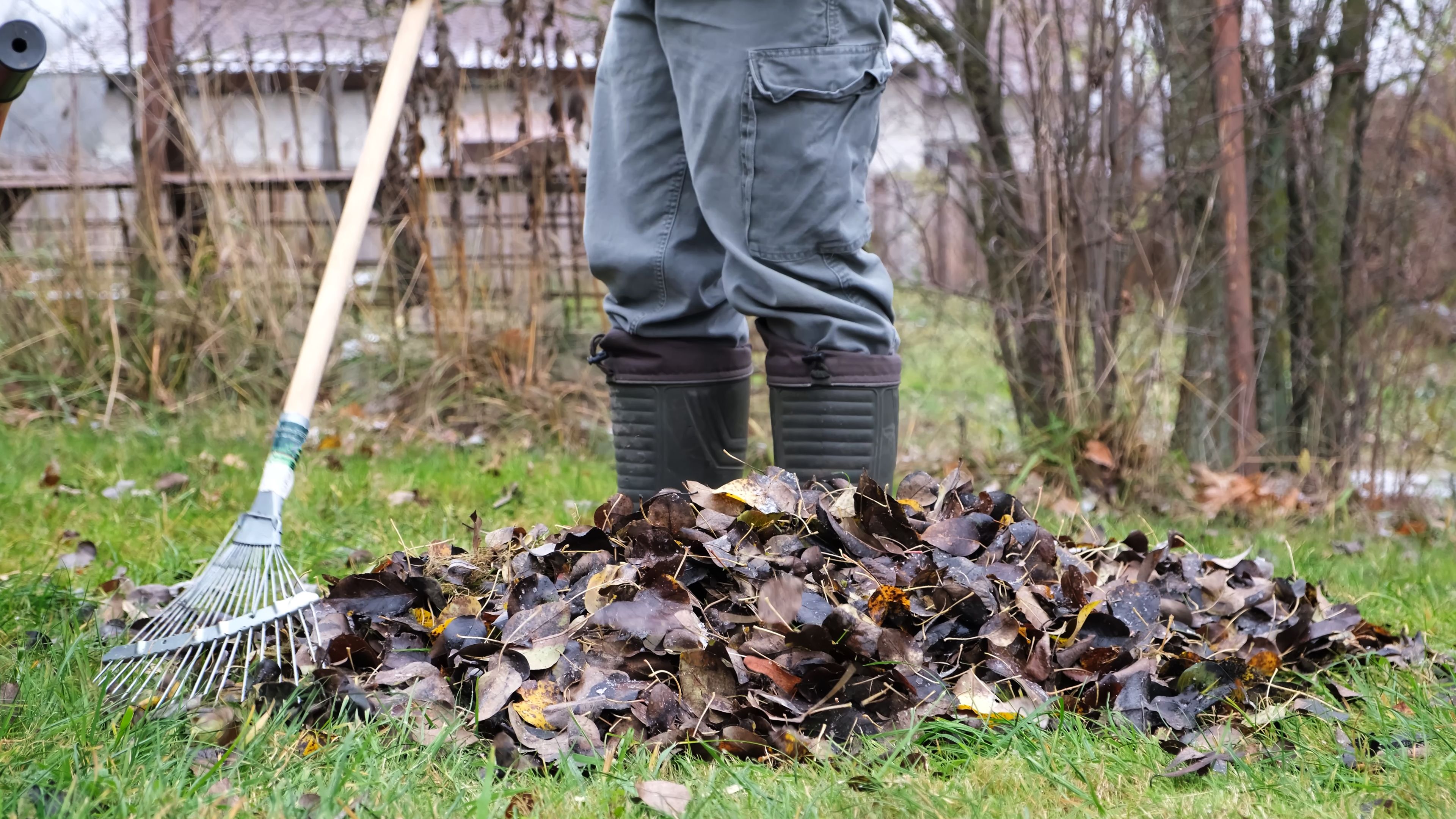 falling leaves