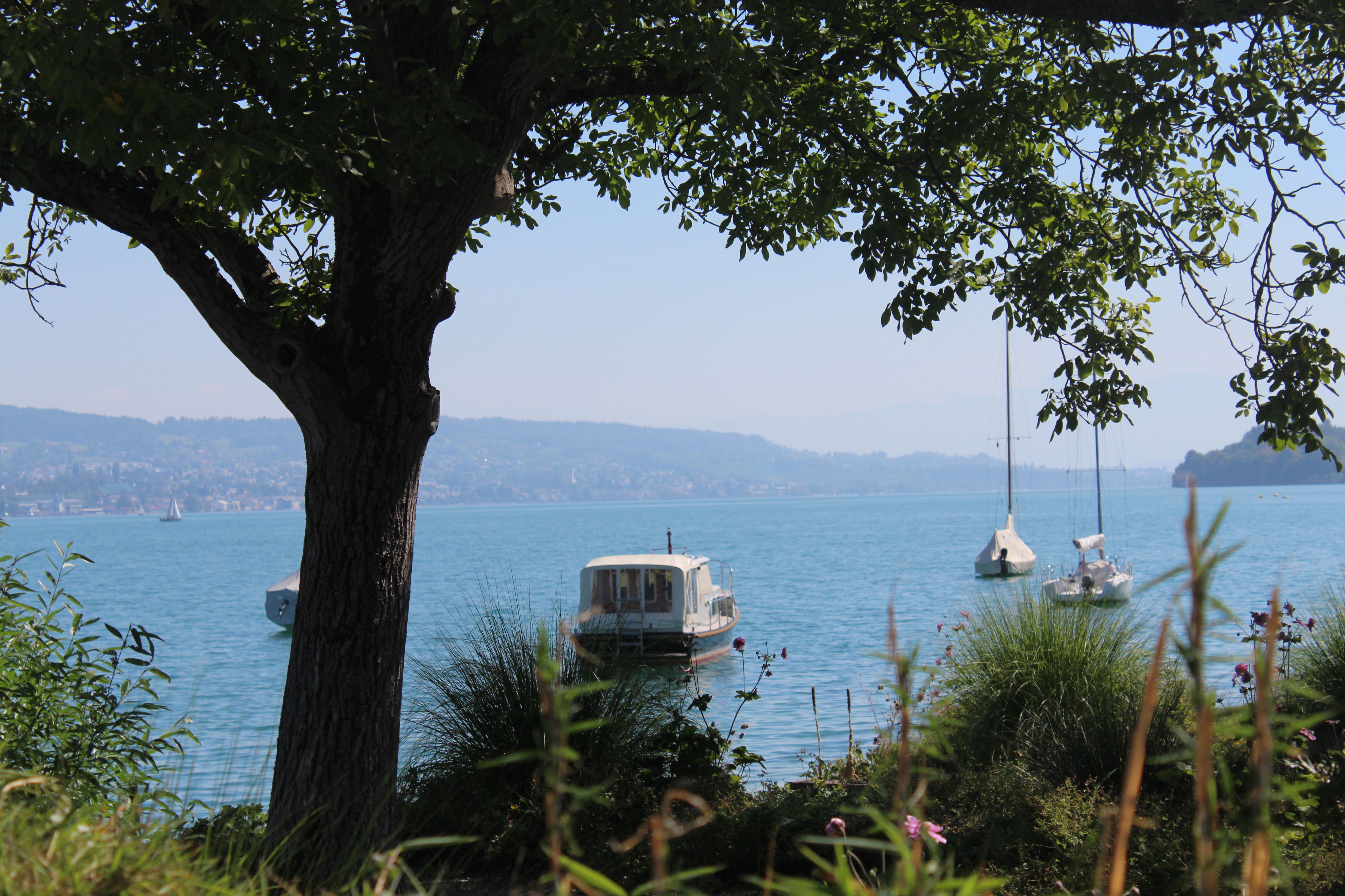 zürichsee panorama