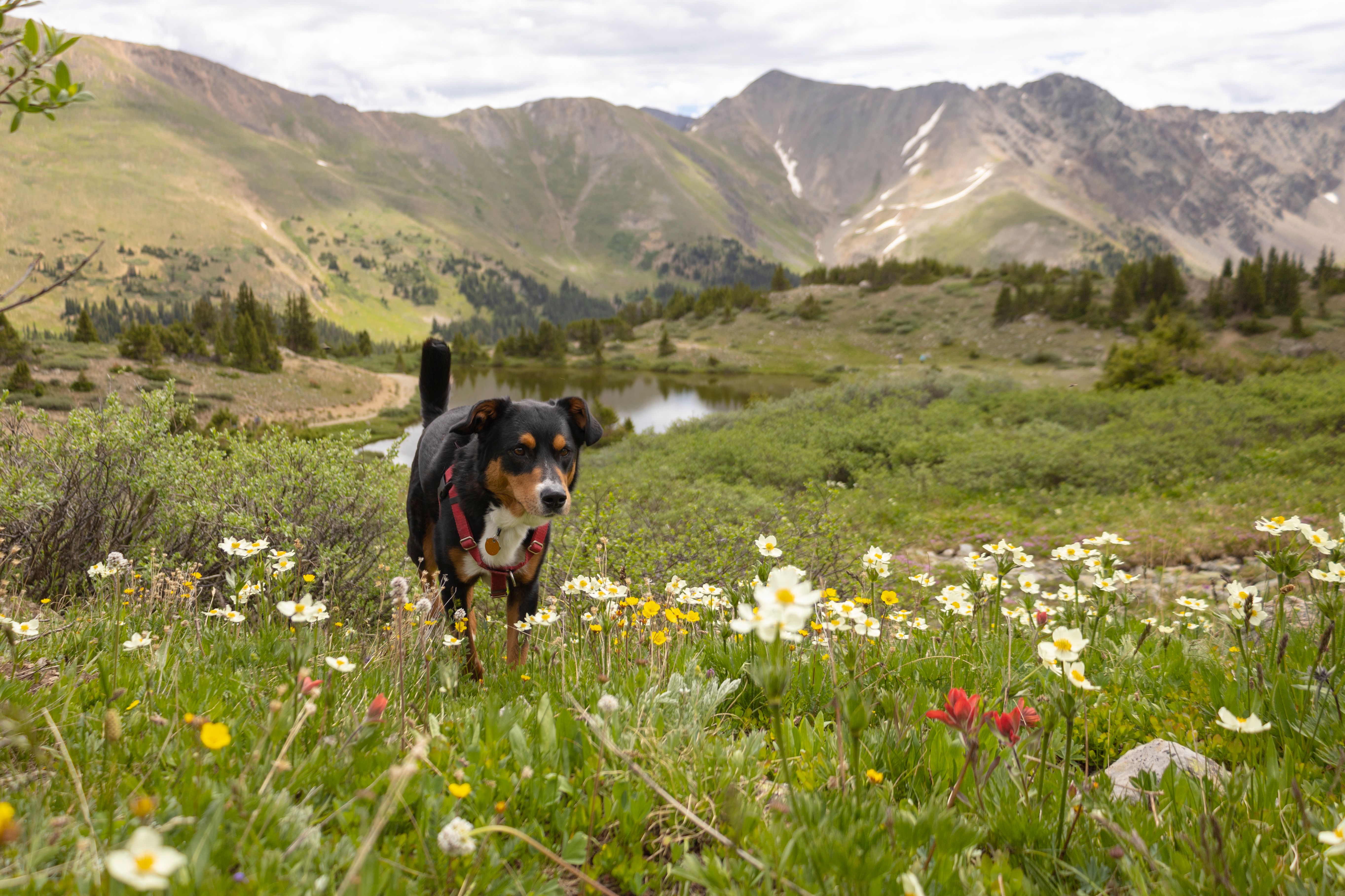 Dog in a Mountain Meadow Dog in a Mountain Meadow