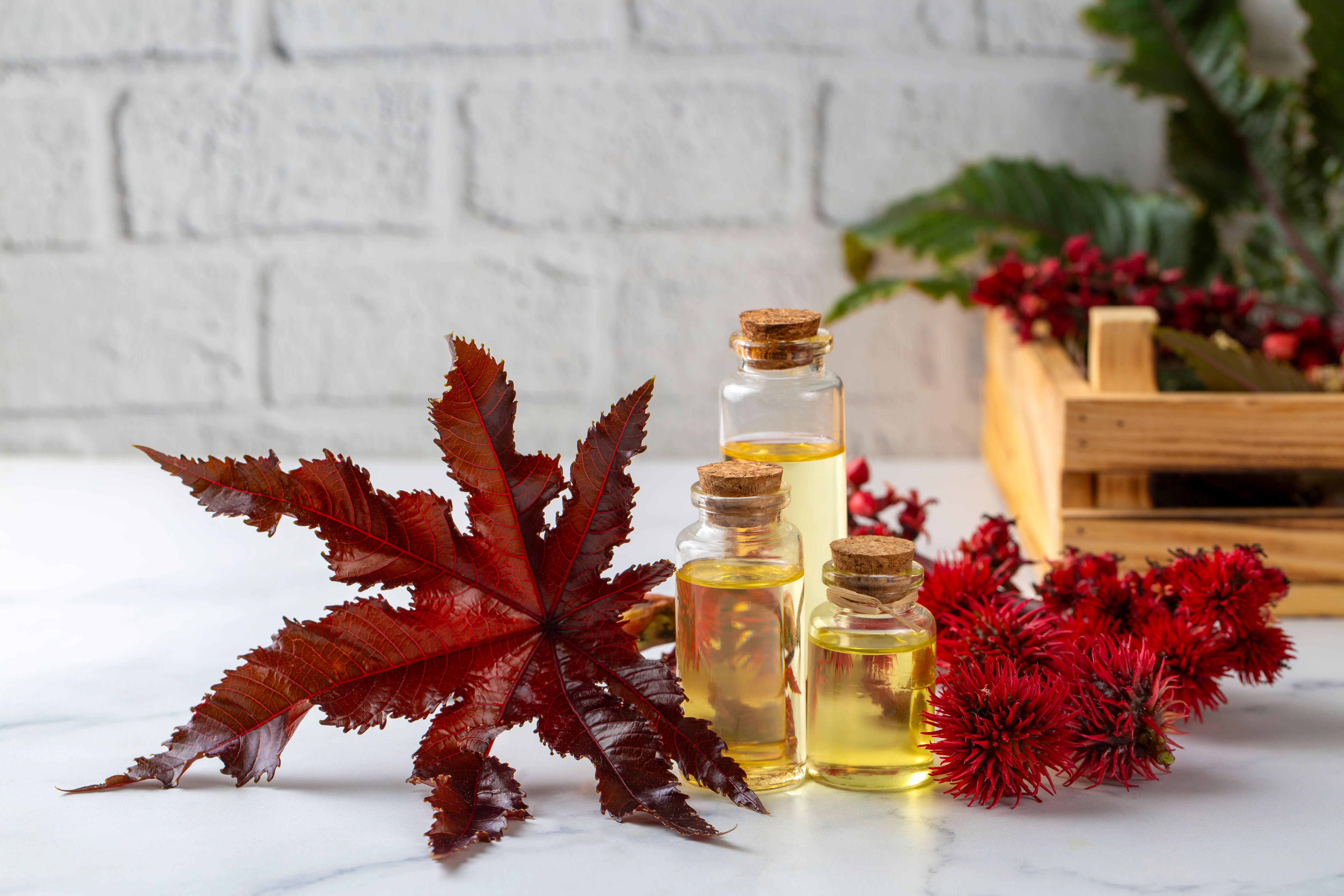 castor oil bottle