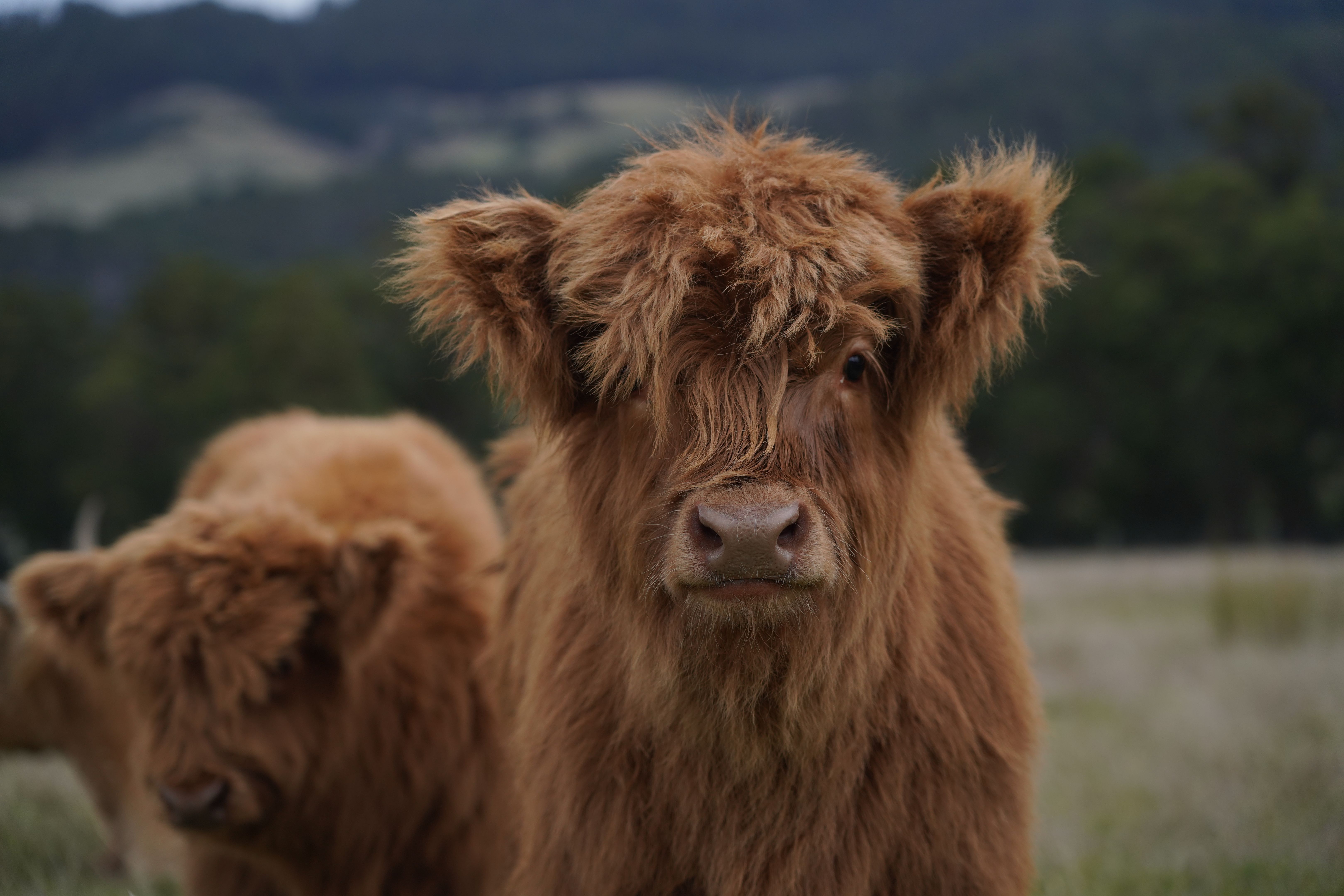 highland calf training