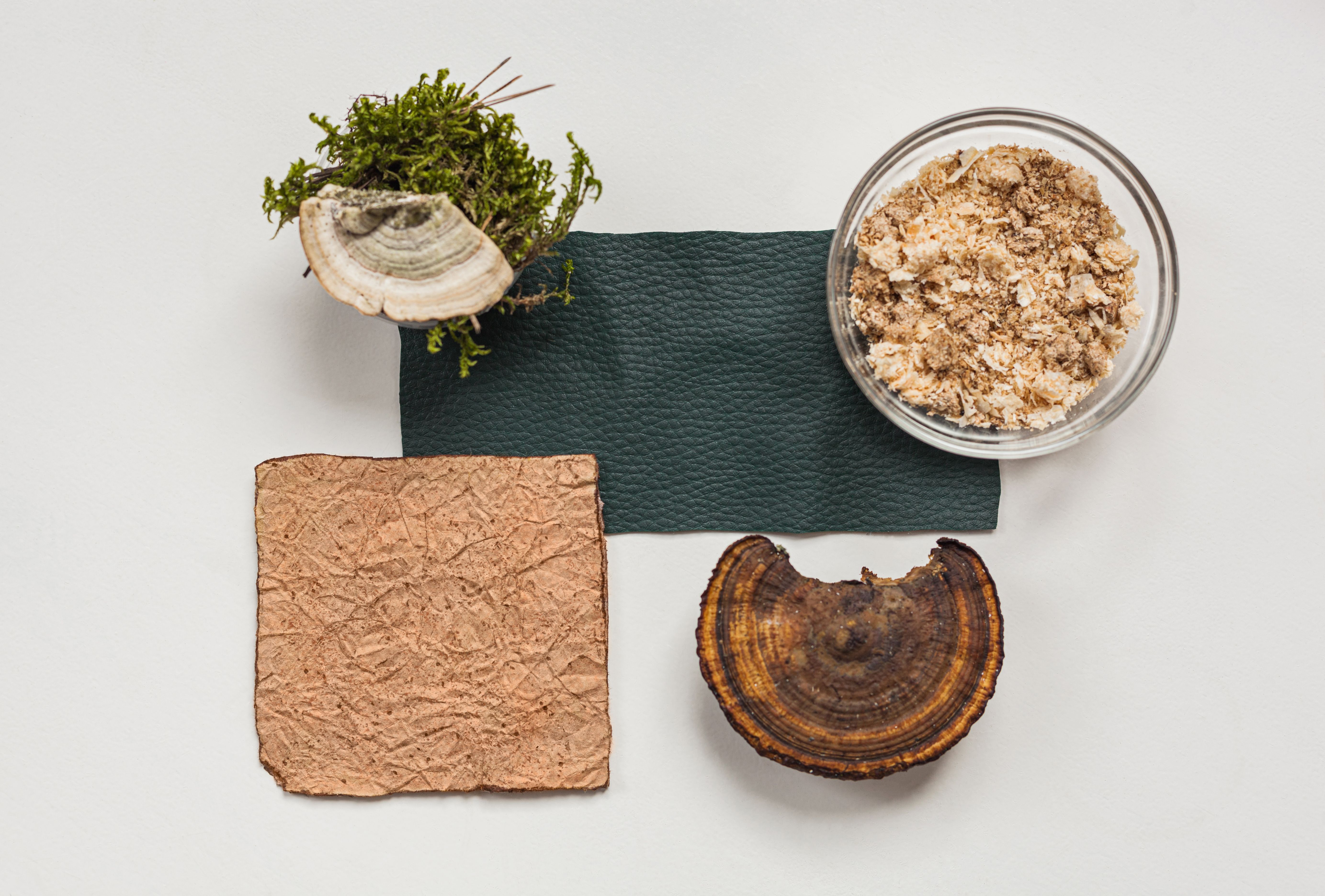 Vegan leather sample, leather from mushroom mycelium, mushroom and sawdust top view, eco friendly concept alternative bio leather