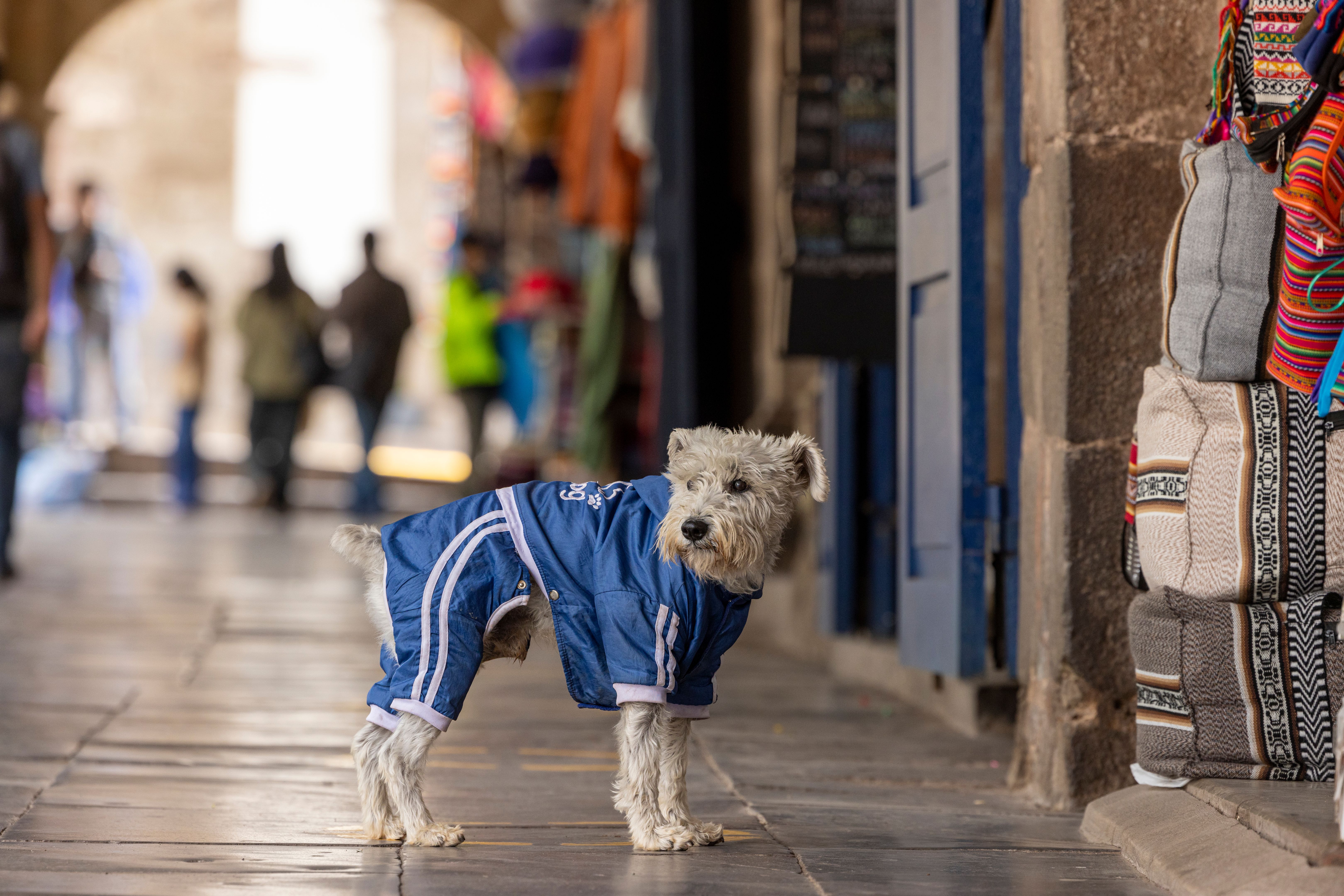 recycled dog clothing
