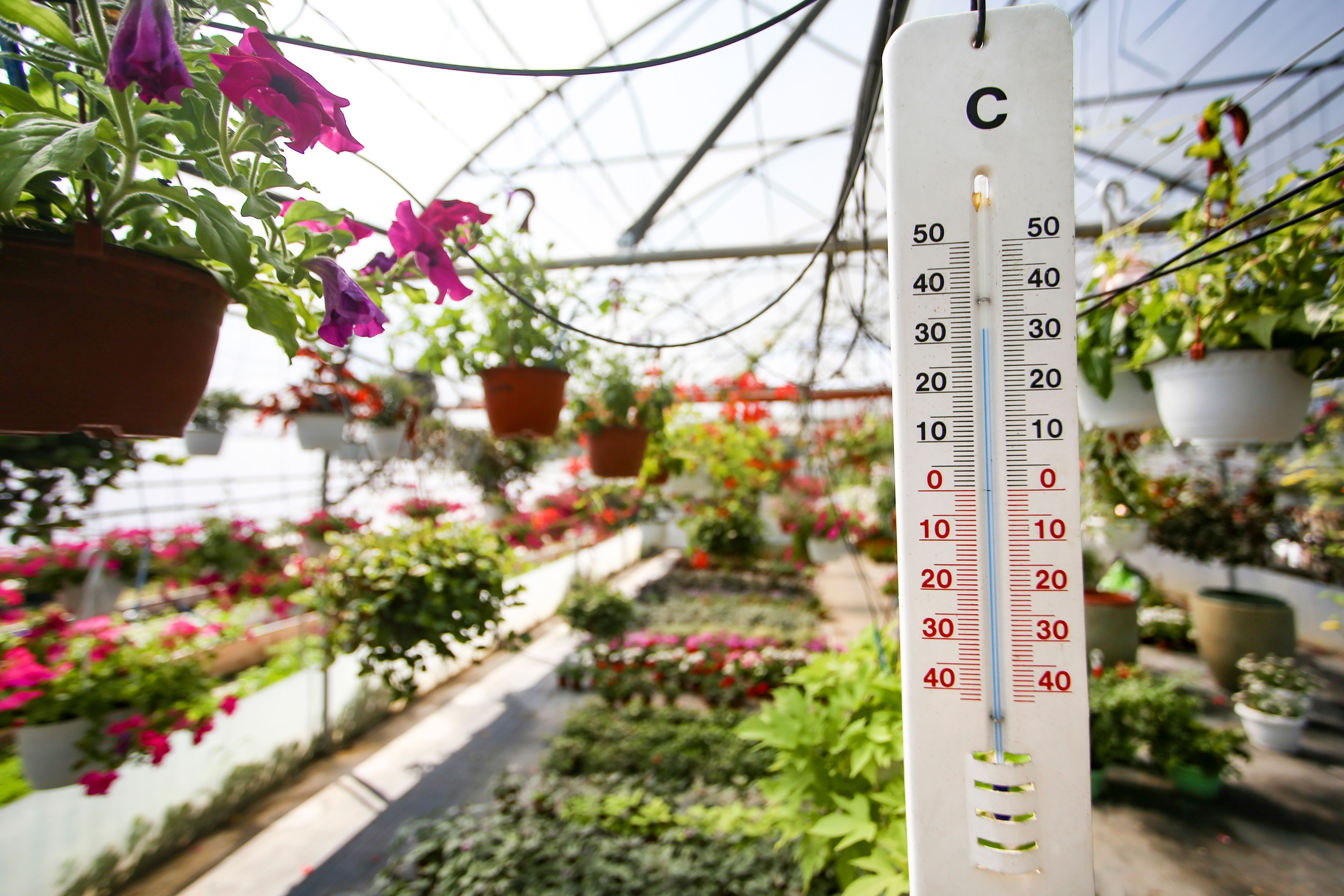 greenhouse temperature