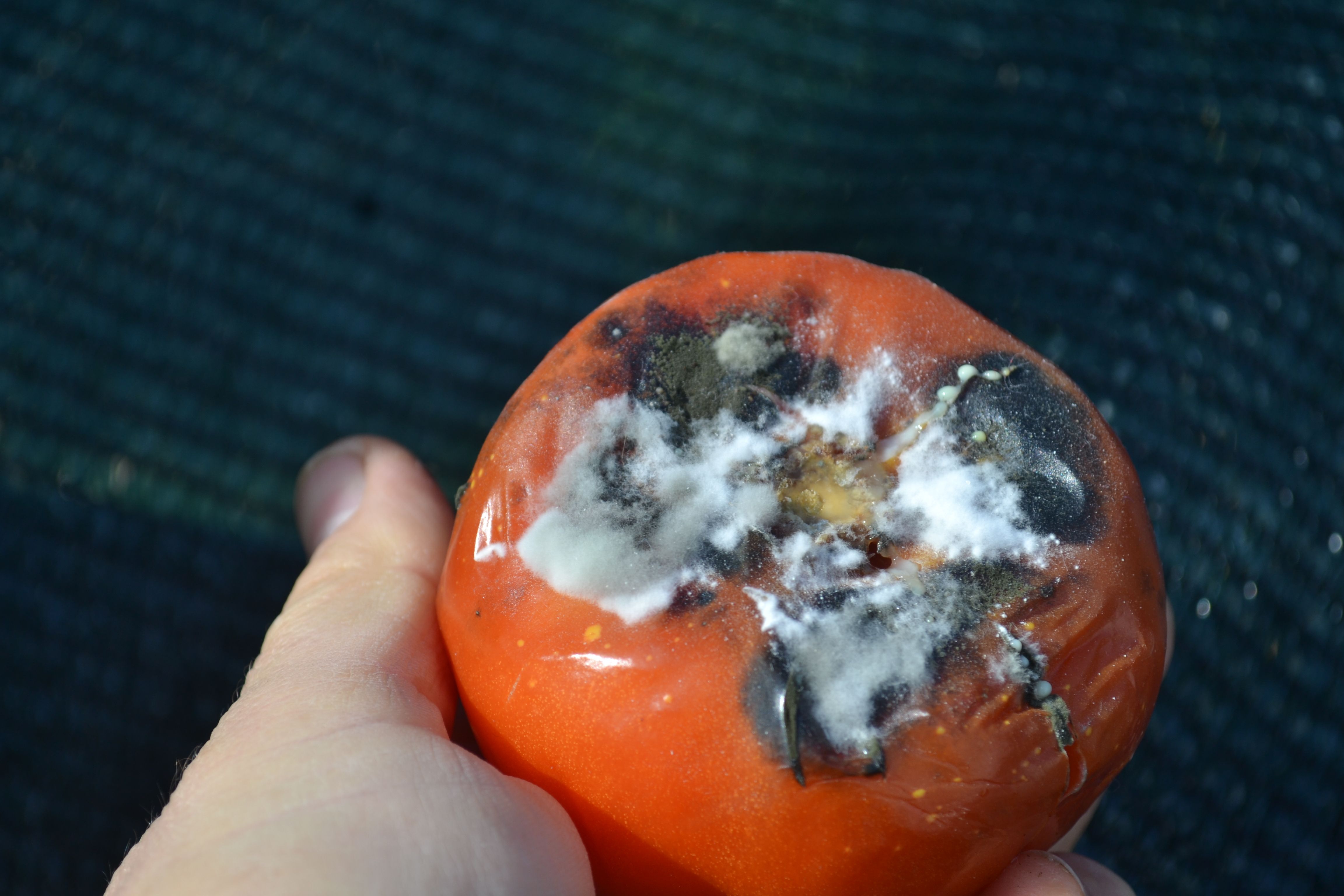 ultrasound vegetable