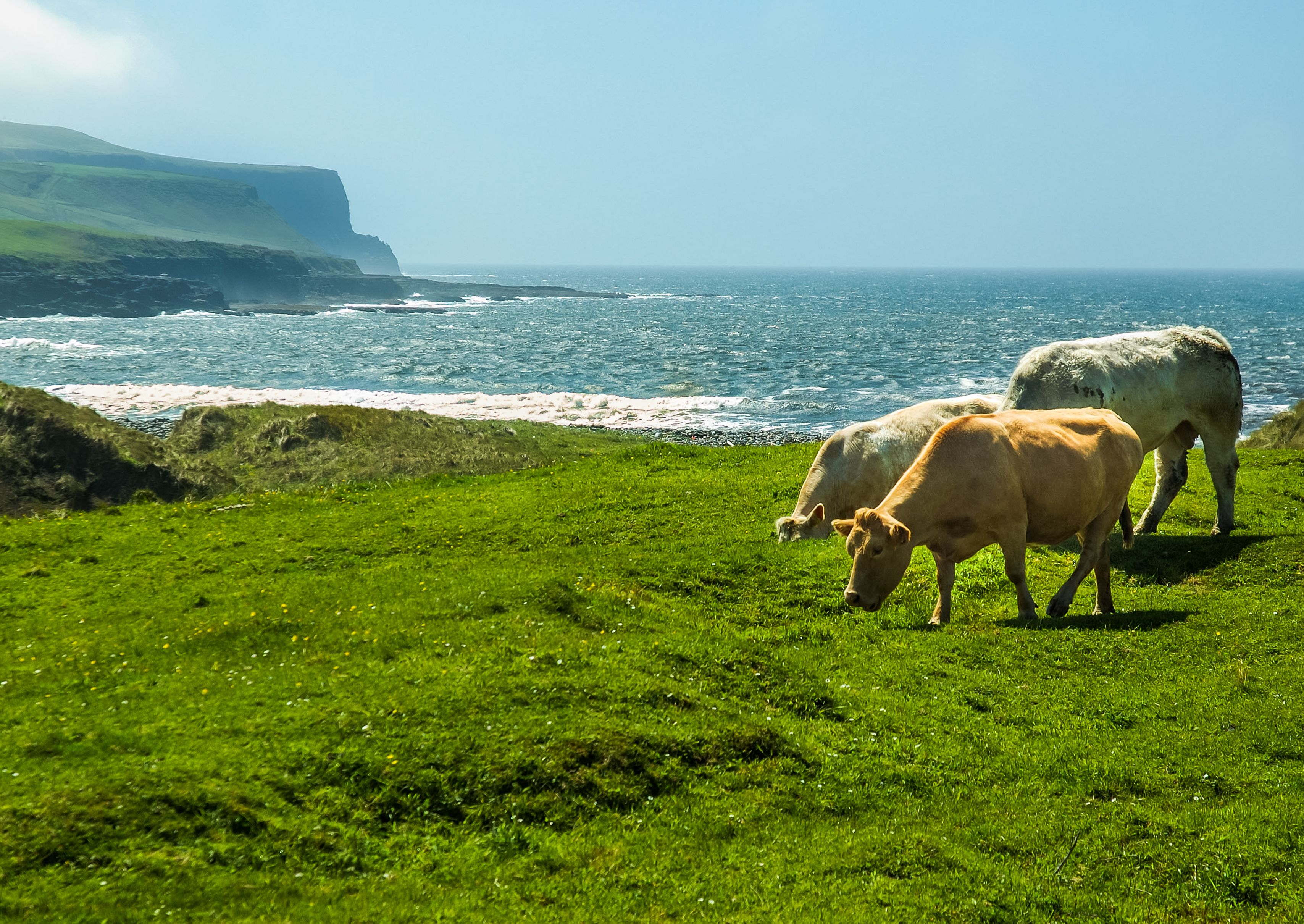 Grazing Irish Cows