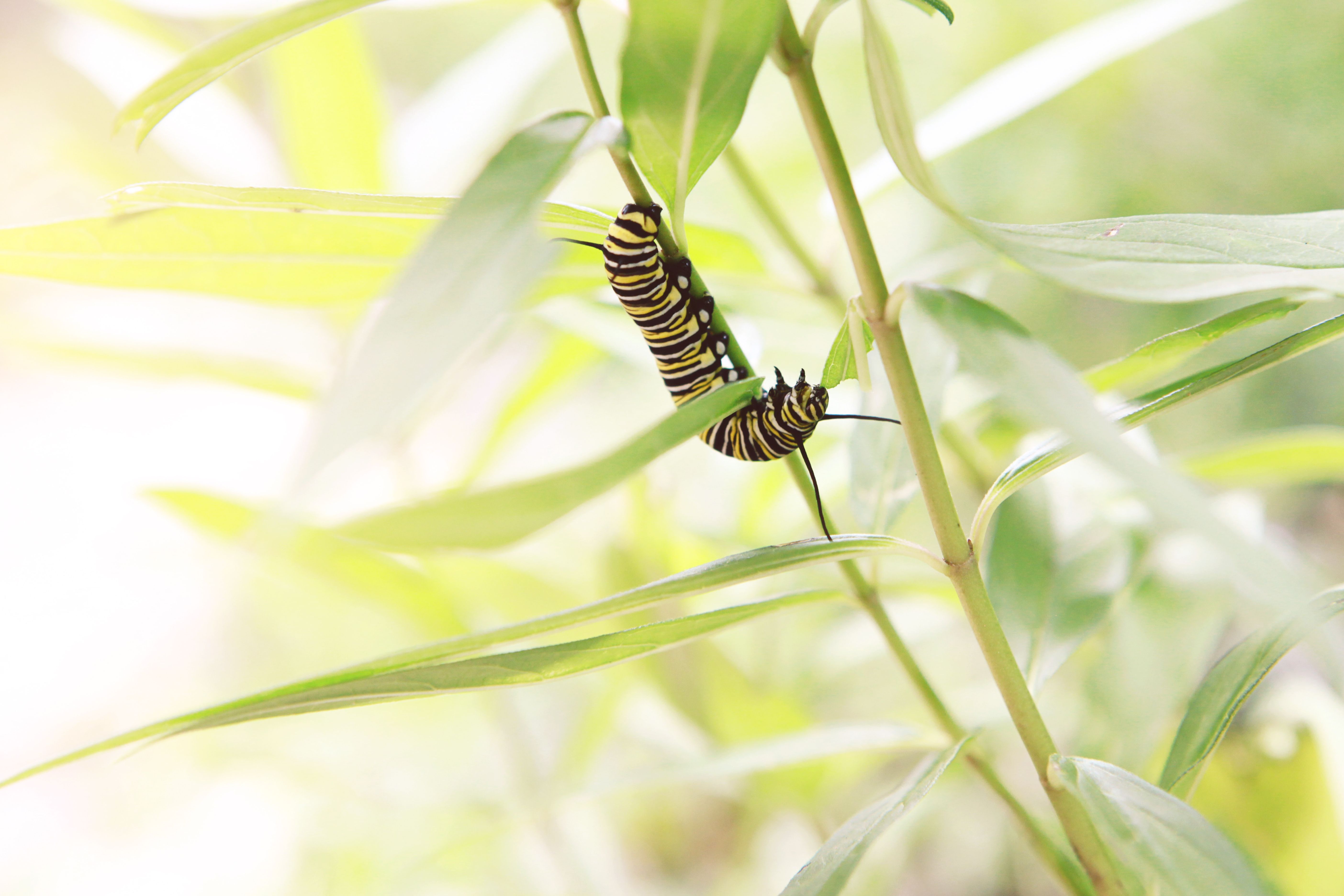 very hungry caterpillar