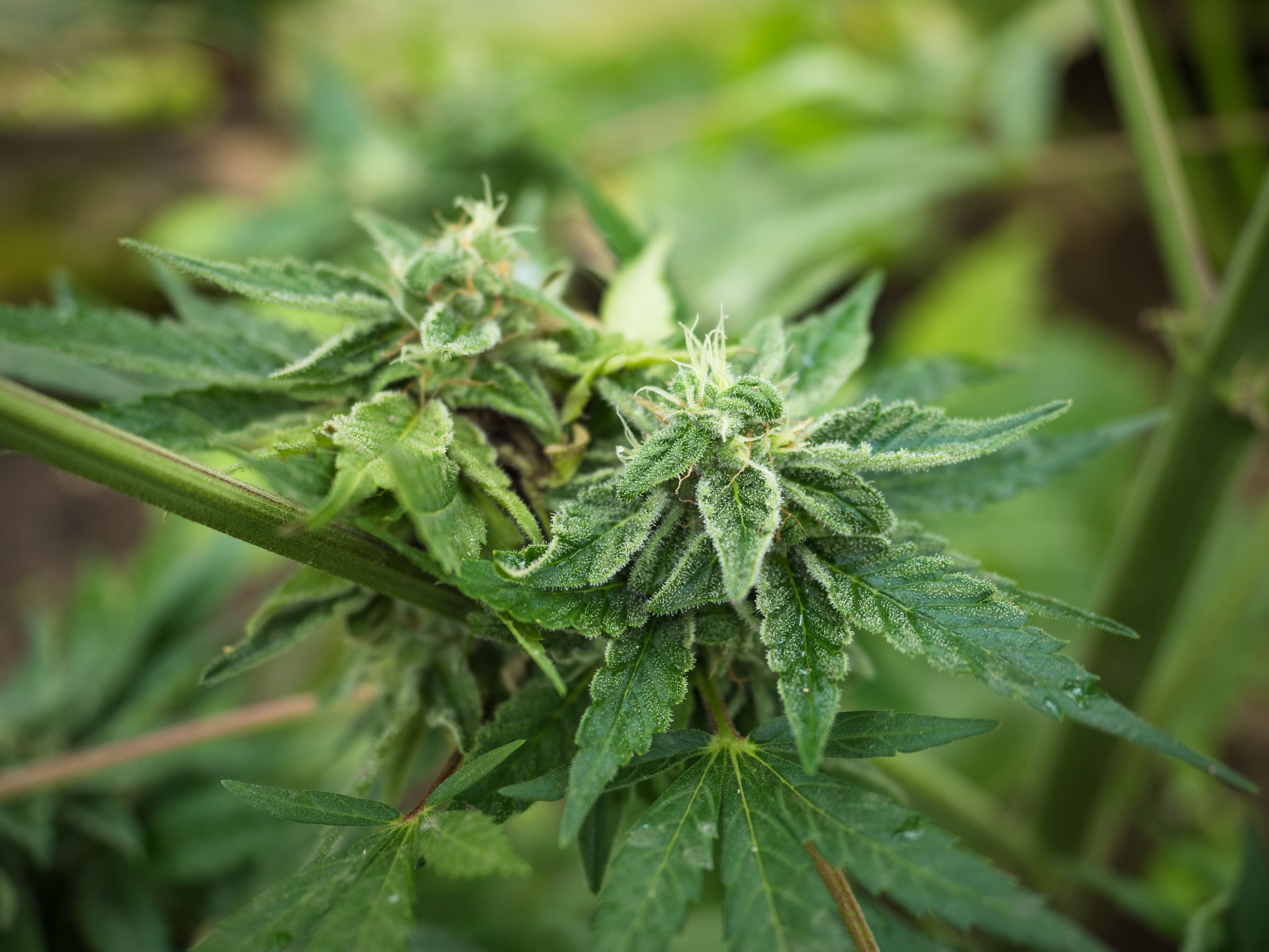 seguridad cibernética