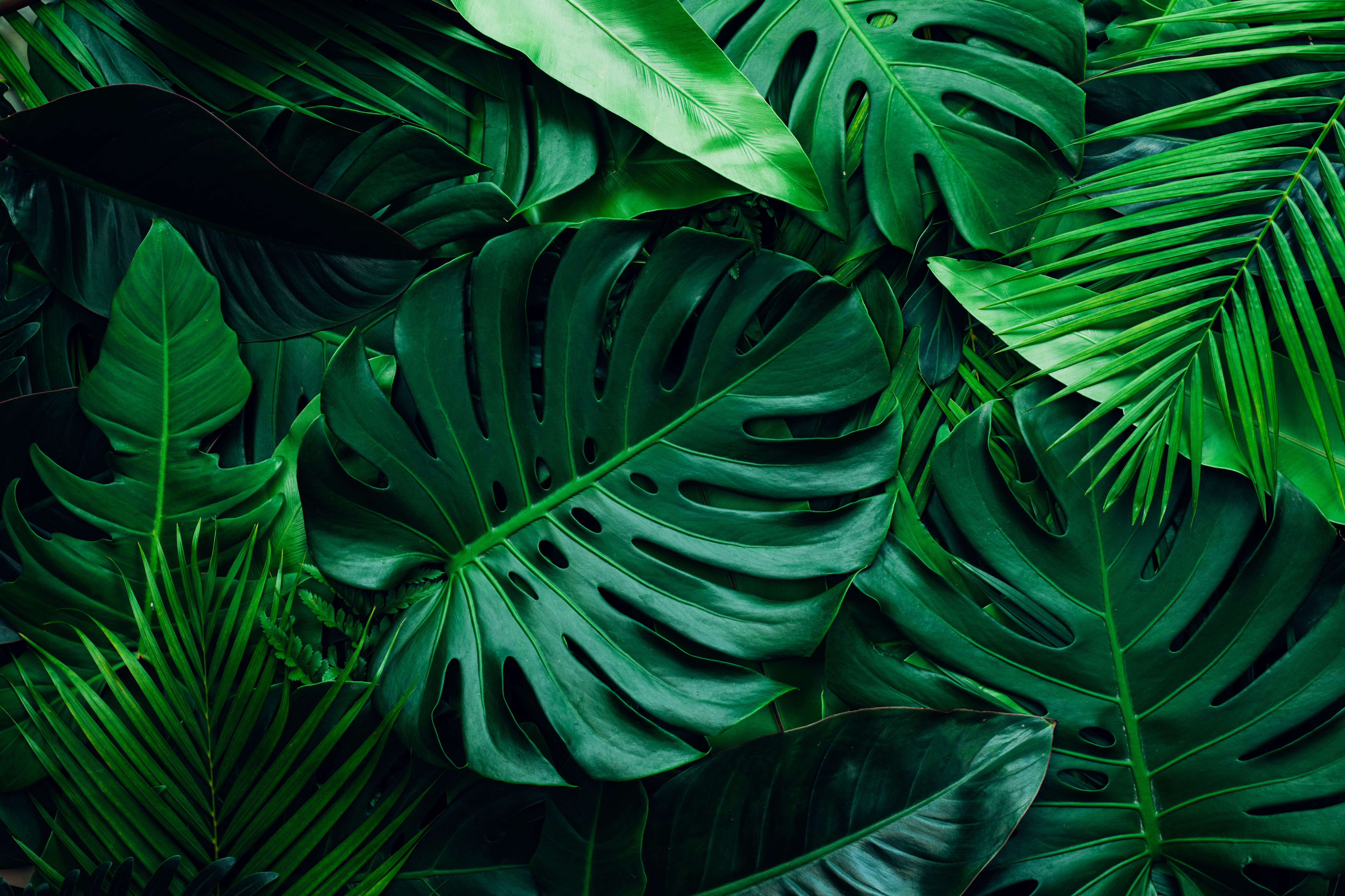 tropical plants 