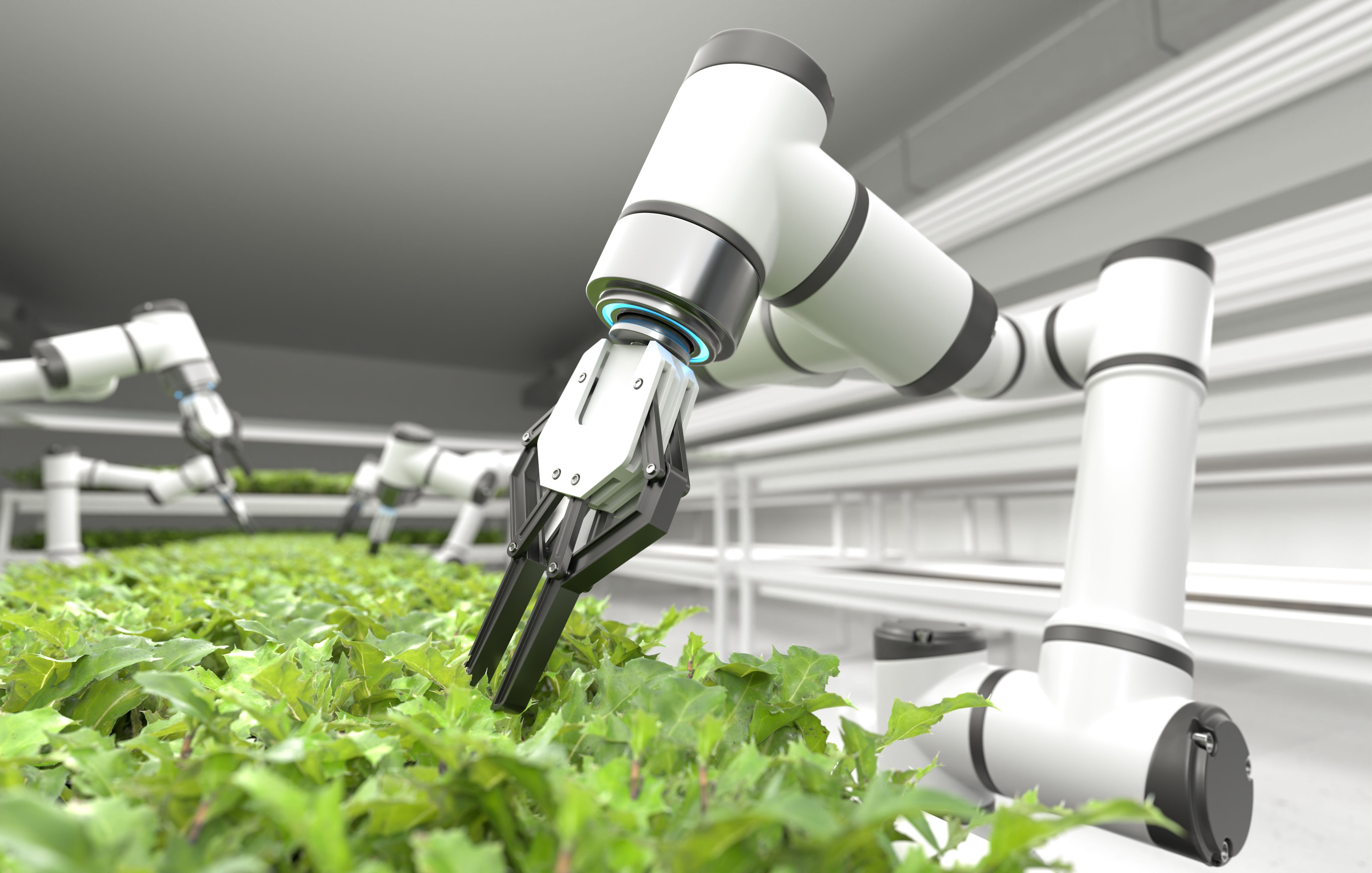 robotic harvester