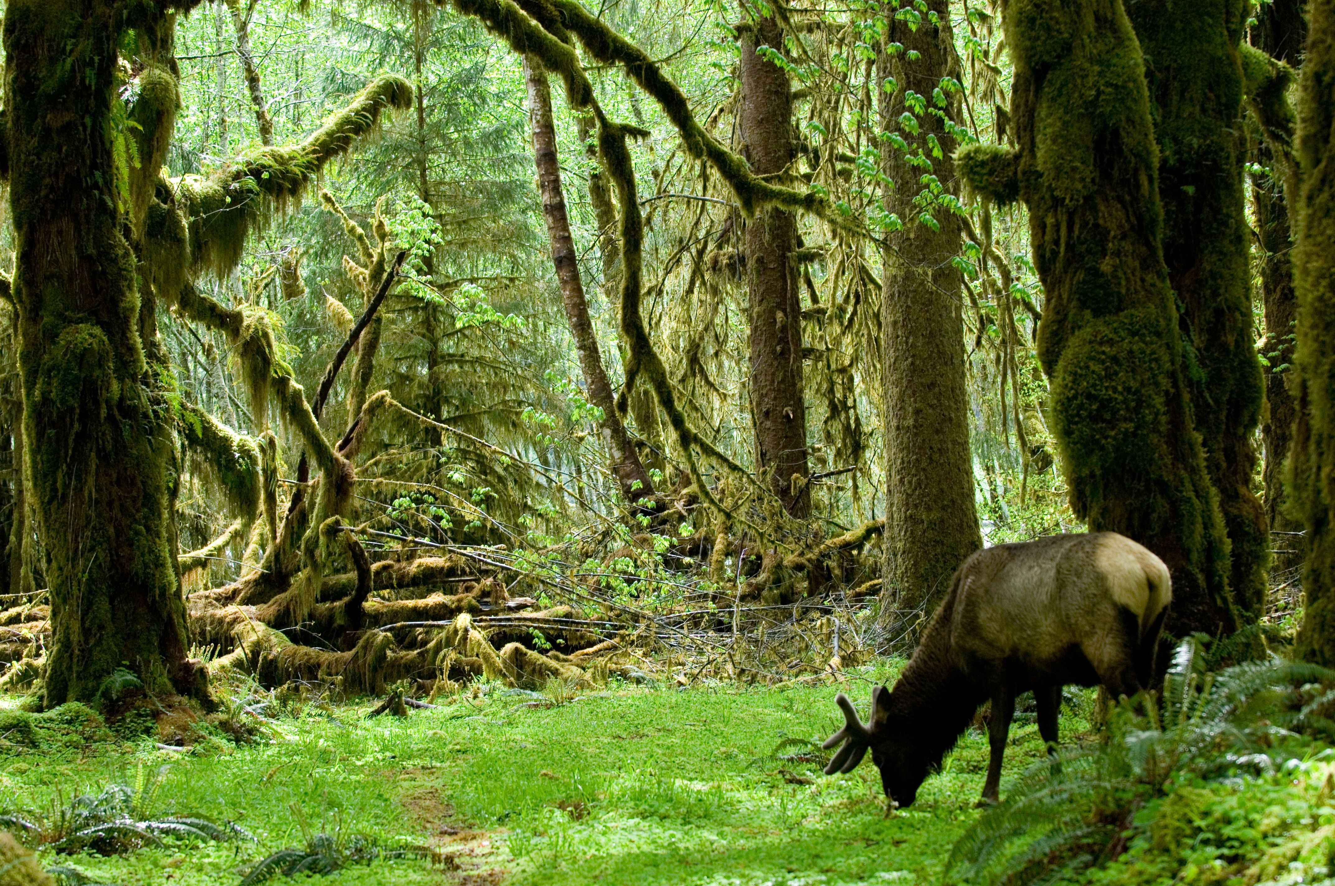 roosevelt elk