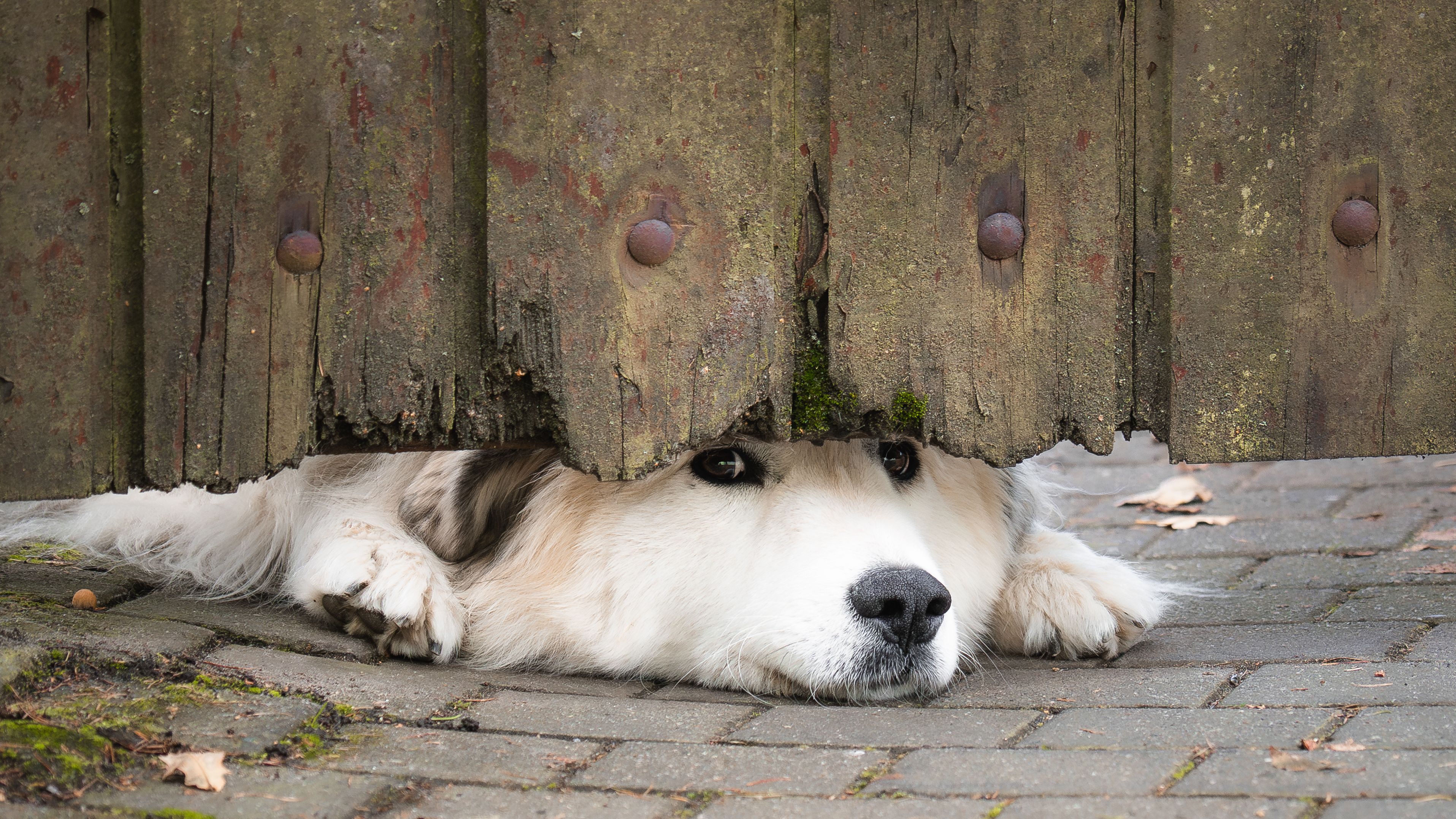 wooden fence dog