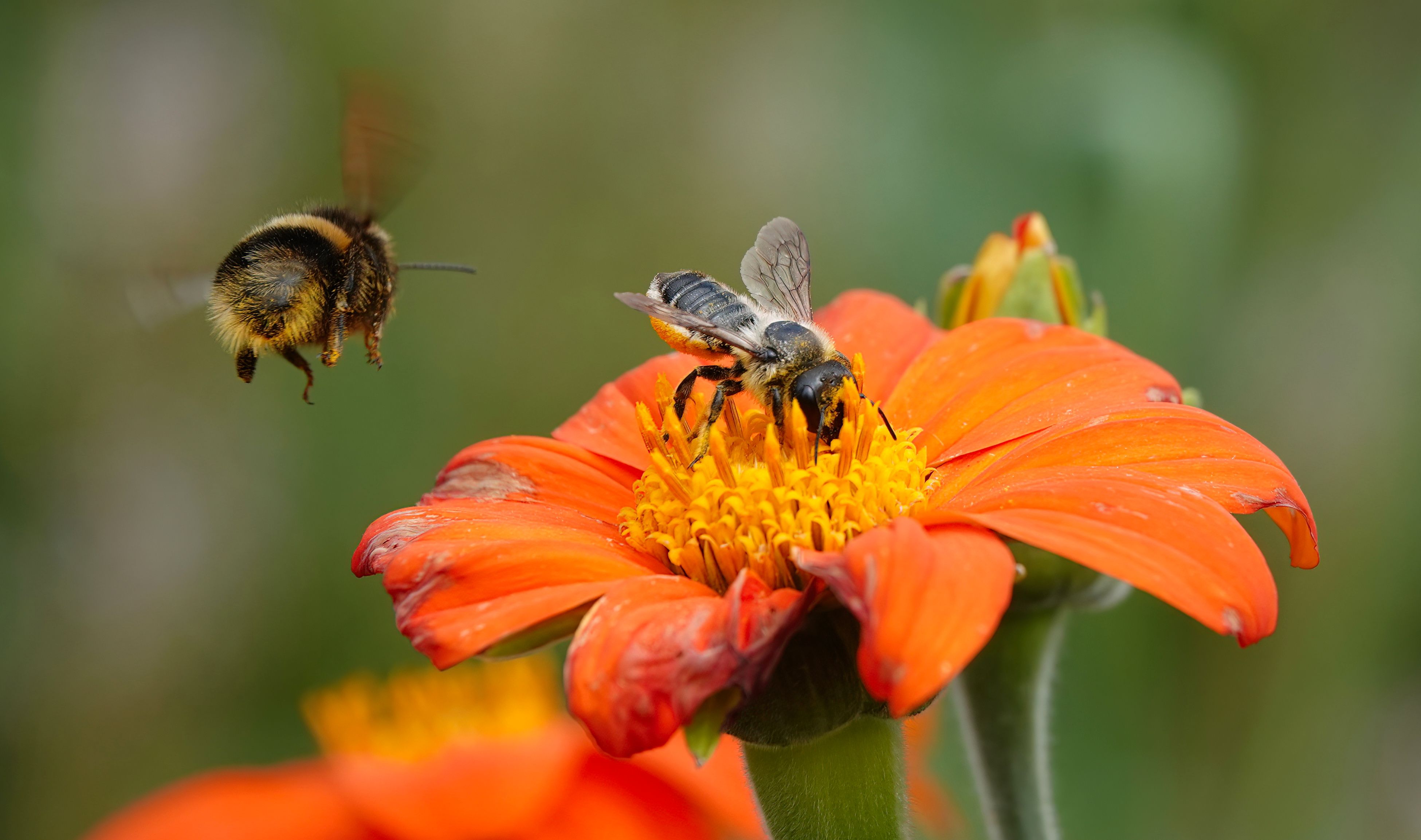 biodiversity