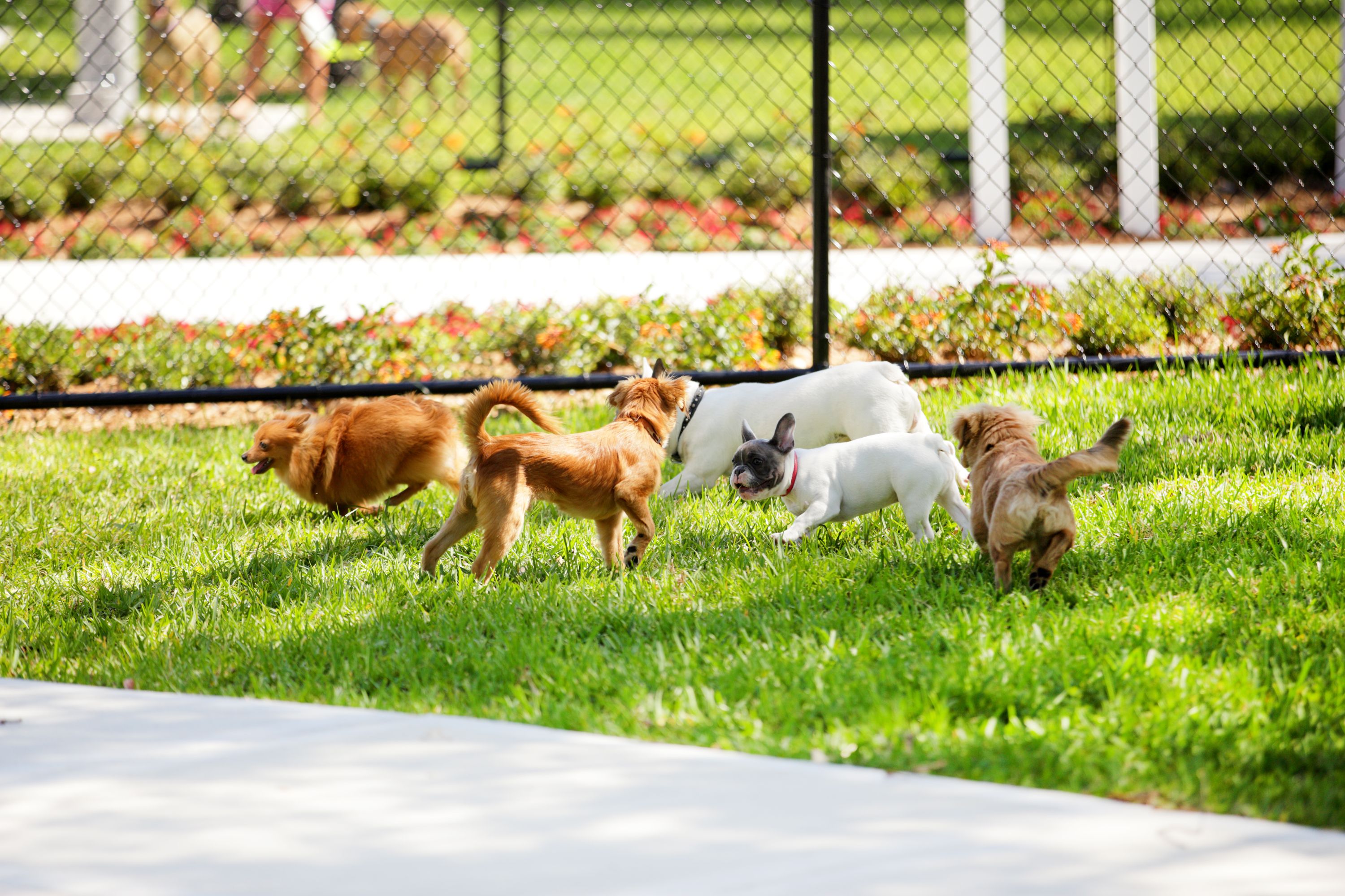 Stock image of dogs in the park Stock image of dogs in the park