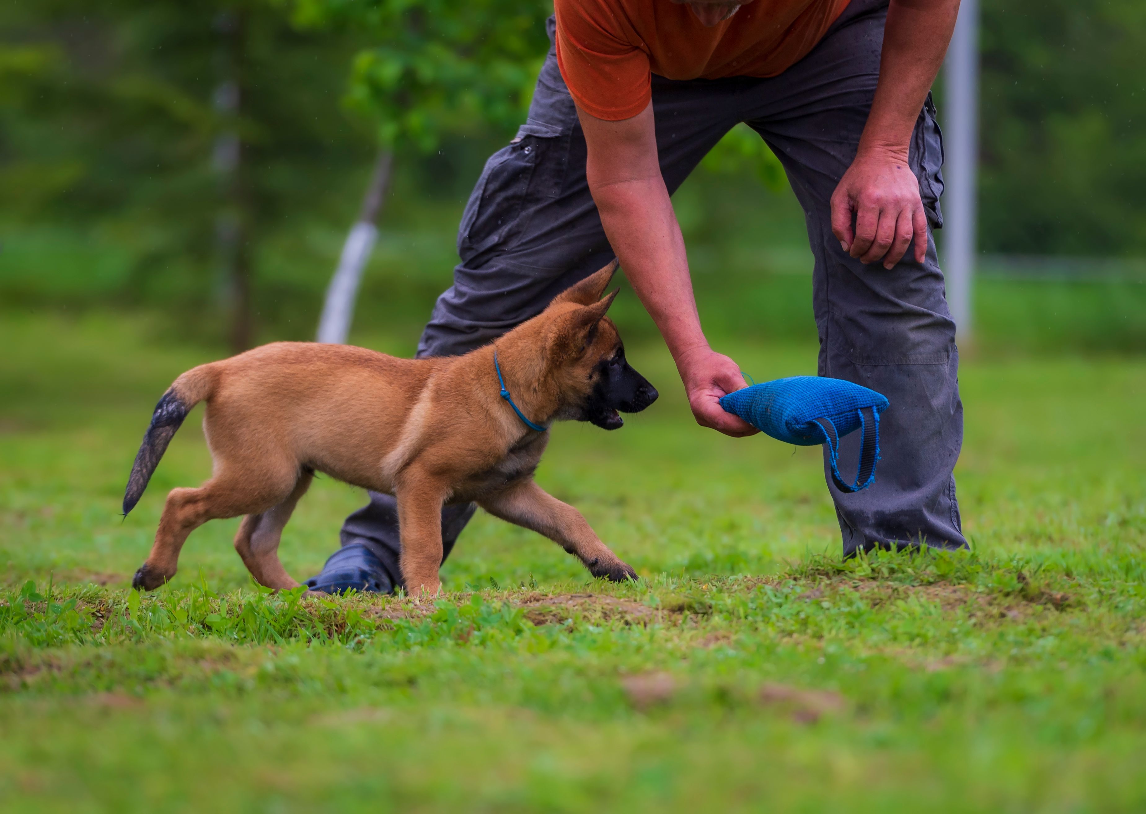 Belgian Shepherd malinois puppy playing with a trainer in the park. Selective focus.