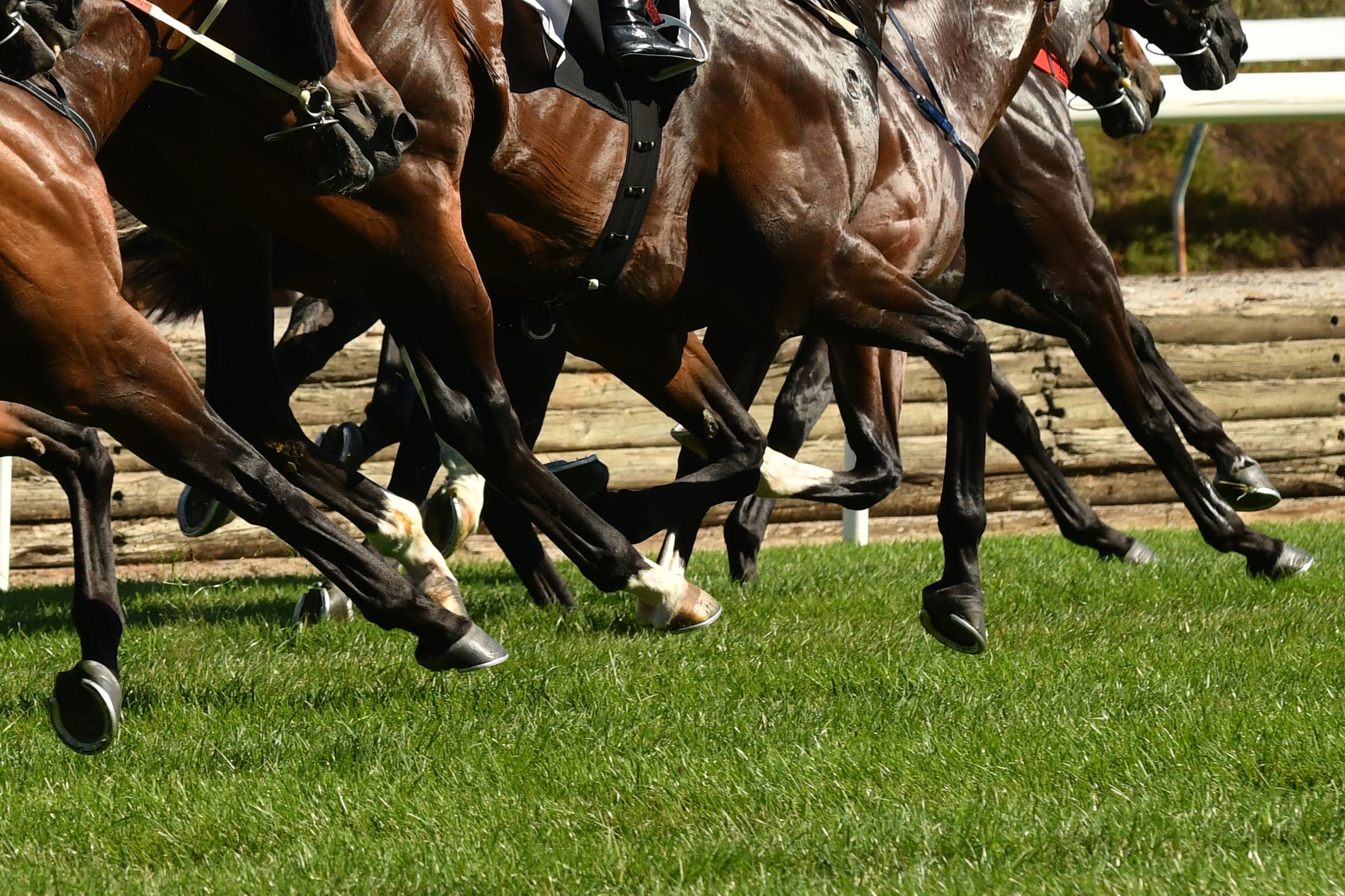Horse racing action