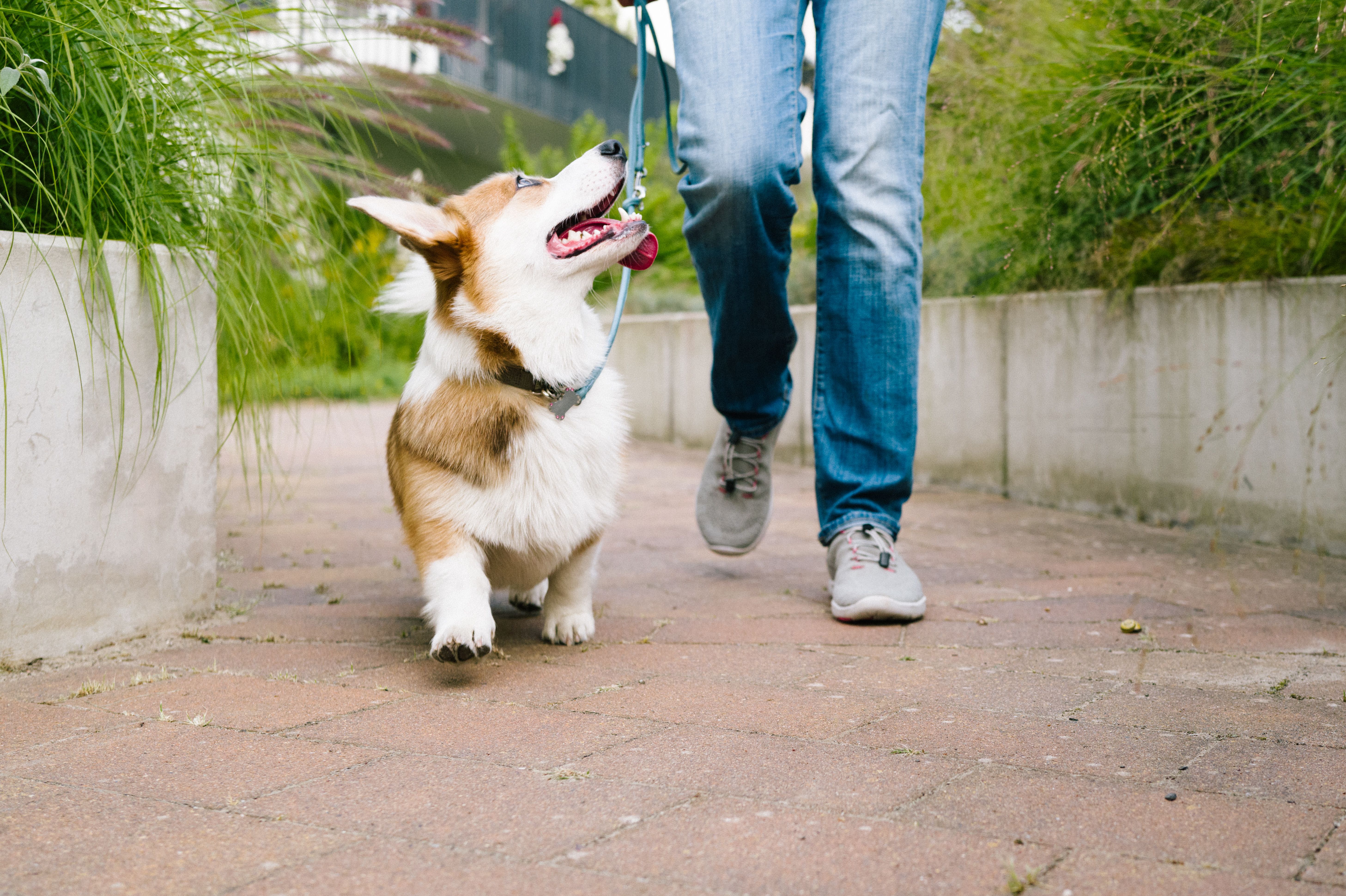 Dog training: corgi puppy walks on a leash from a woman