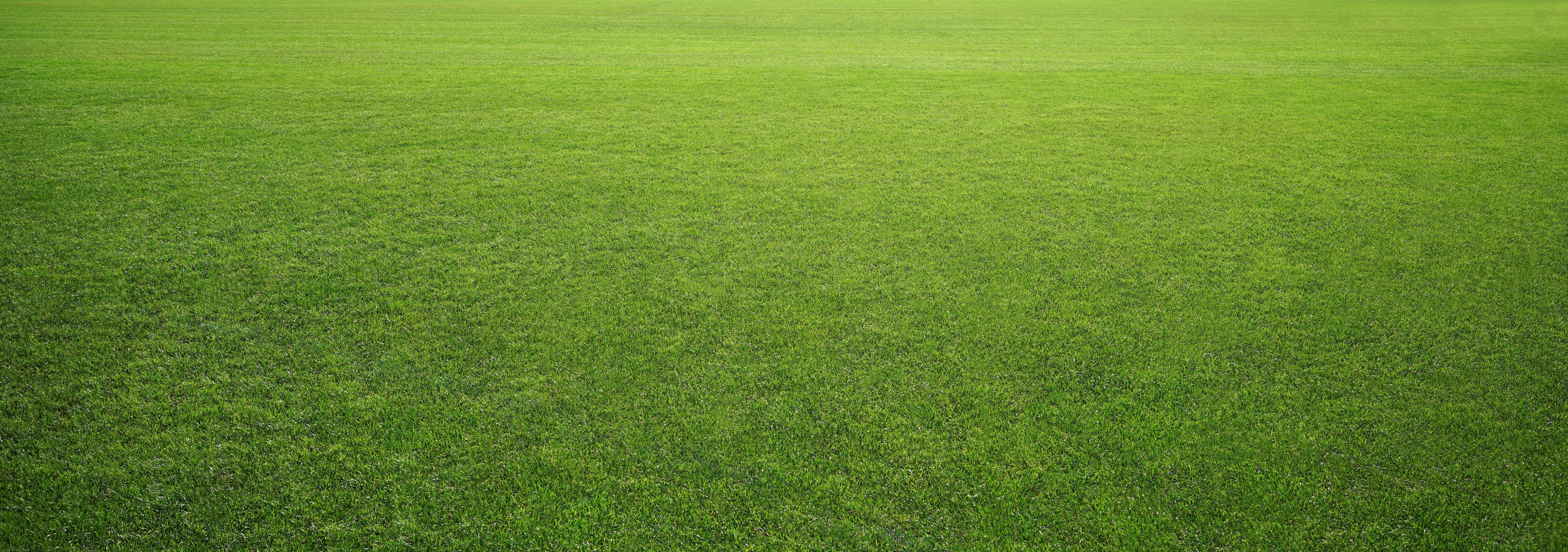 eco-friendly lawn