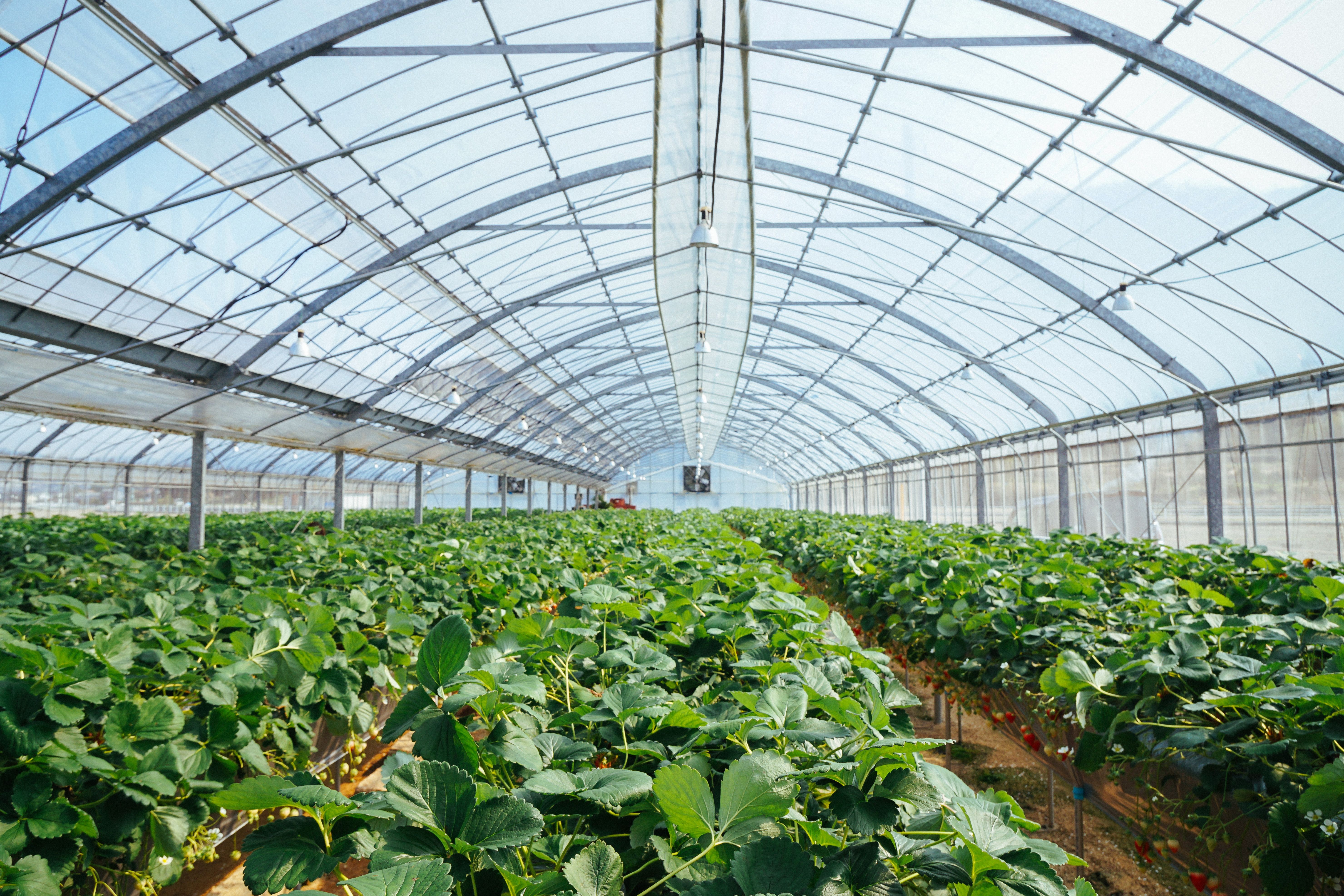 greenhouse agriculture