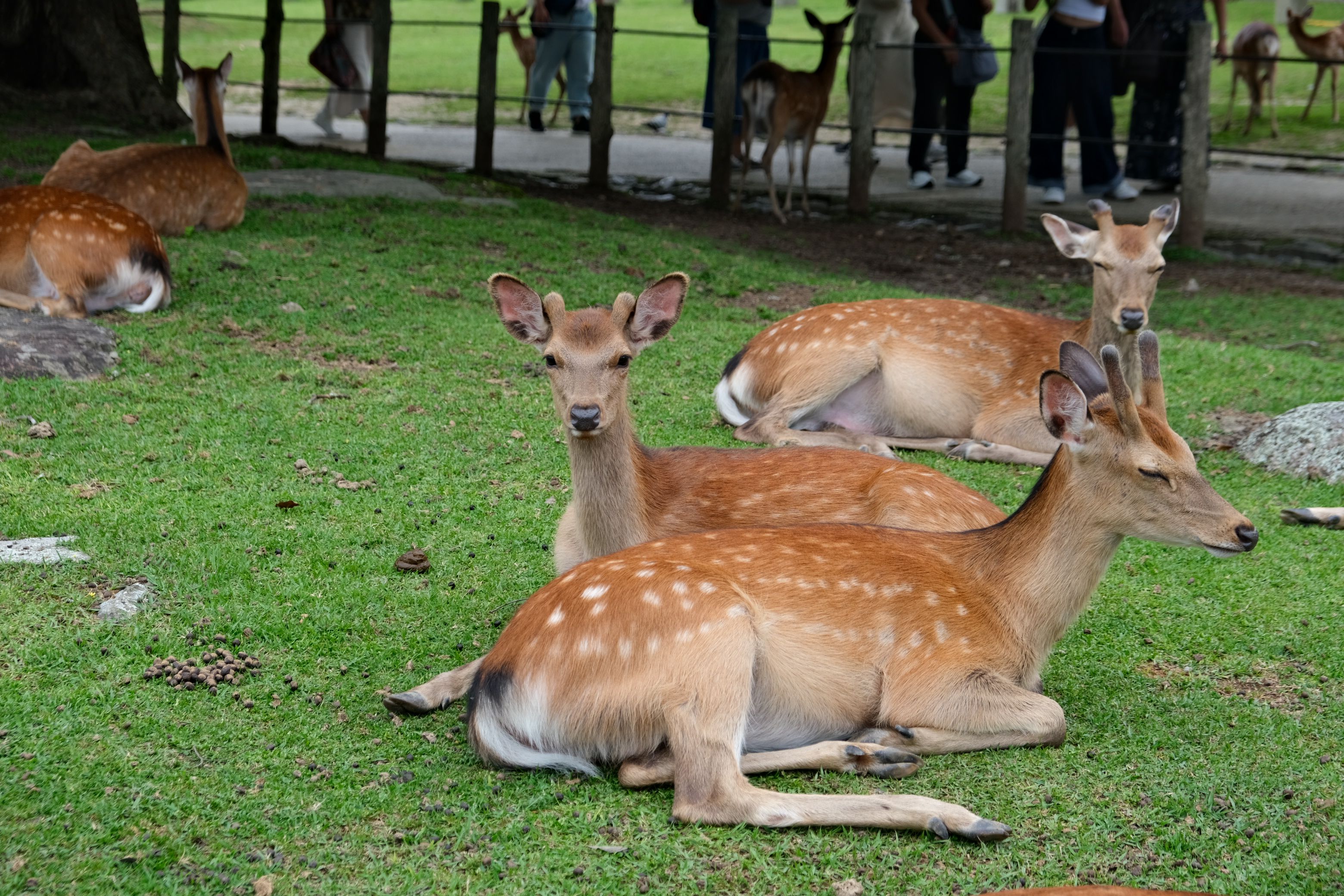 Nara deer in Nara Park