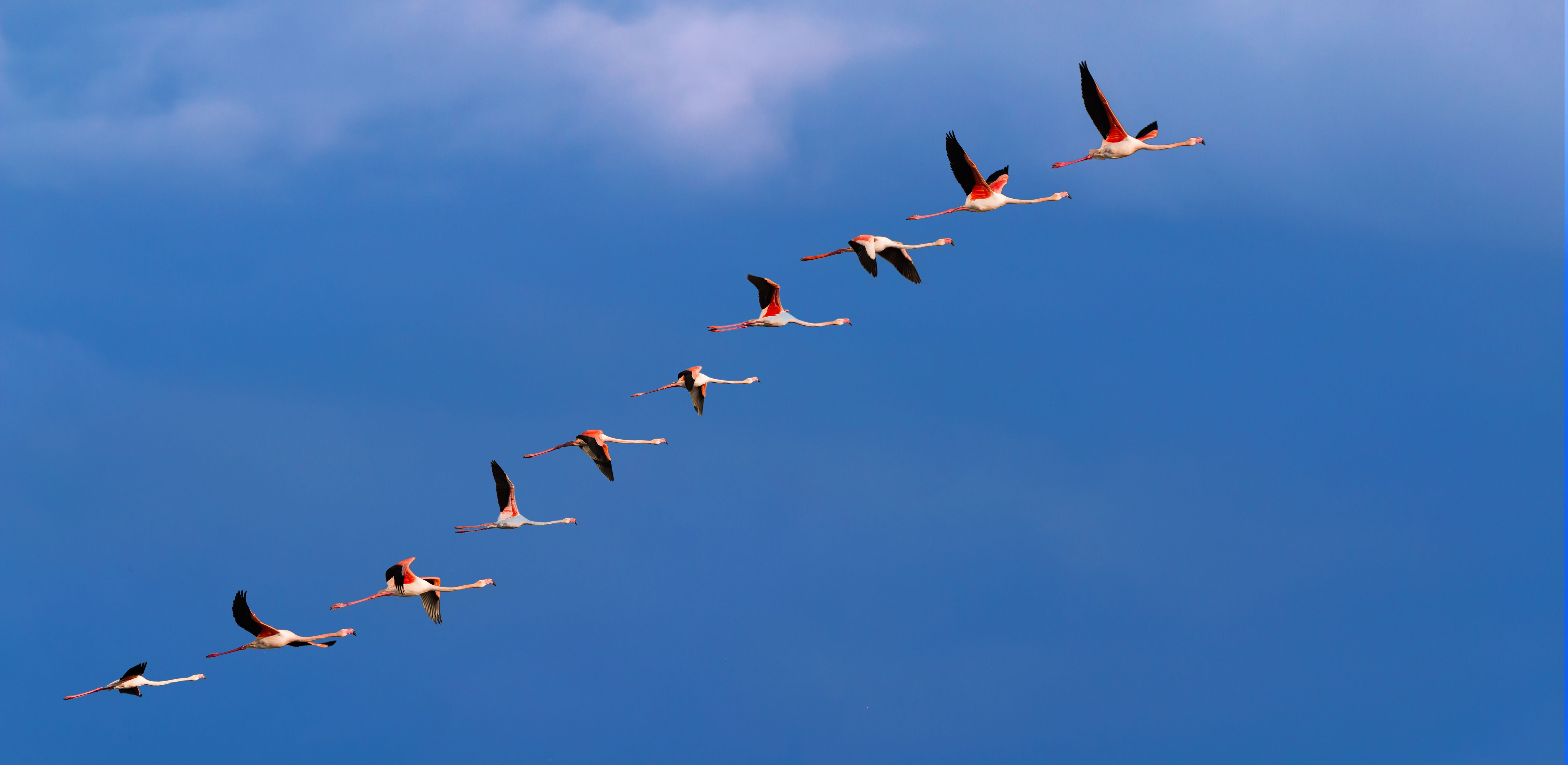 migrating to australia