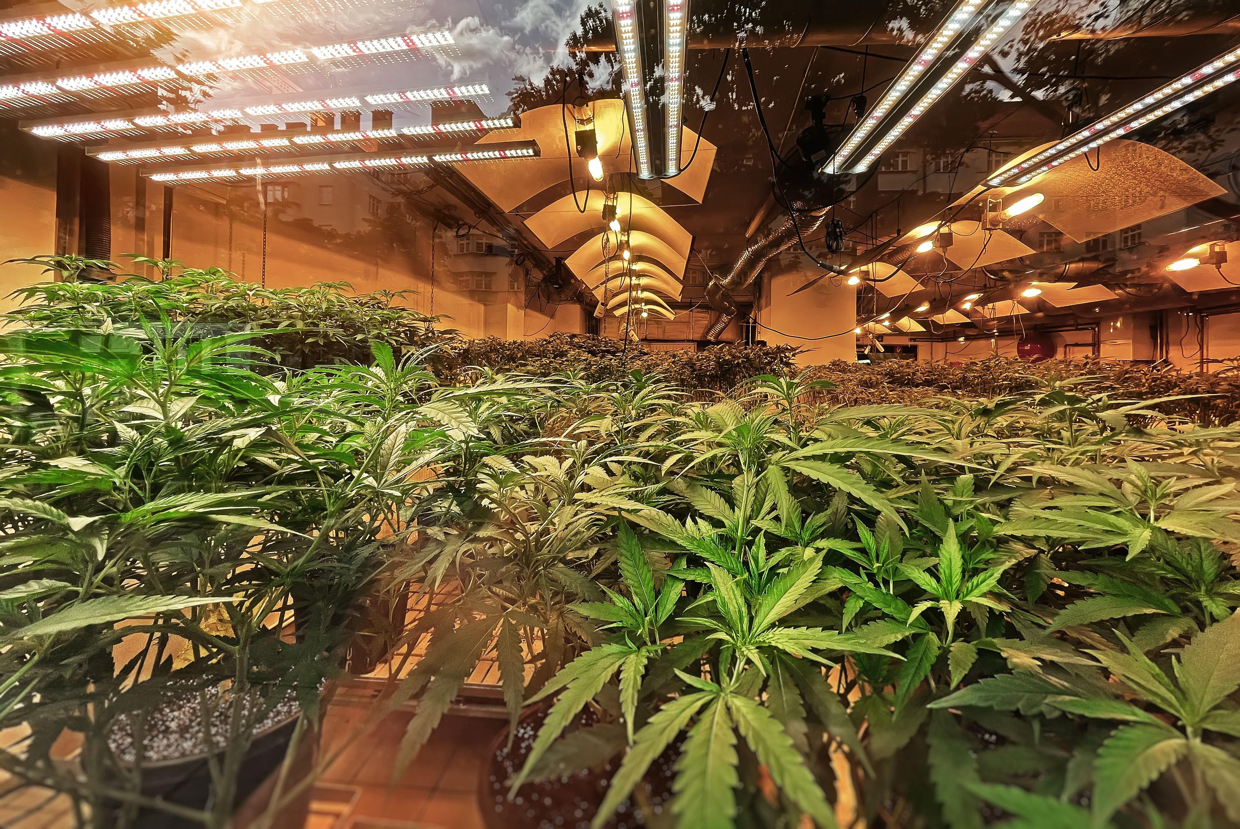 Indoor cannabis grow plantation with plants under LED and UV lamps, medical marijuana cultivation