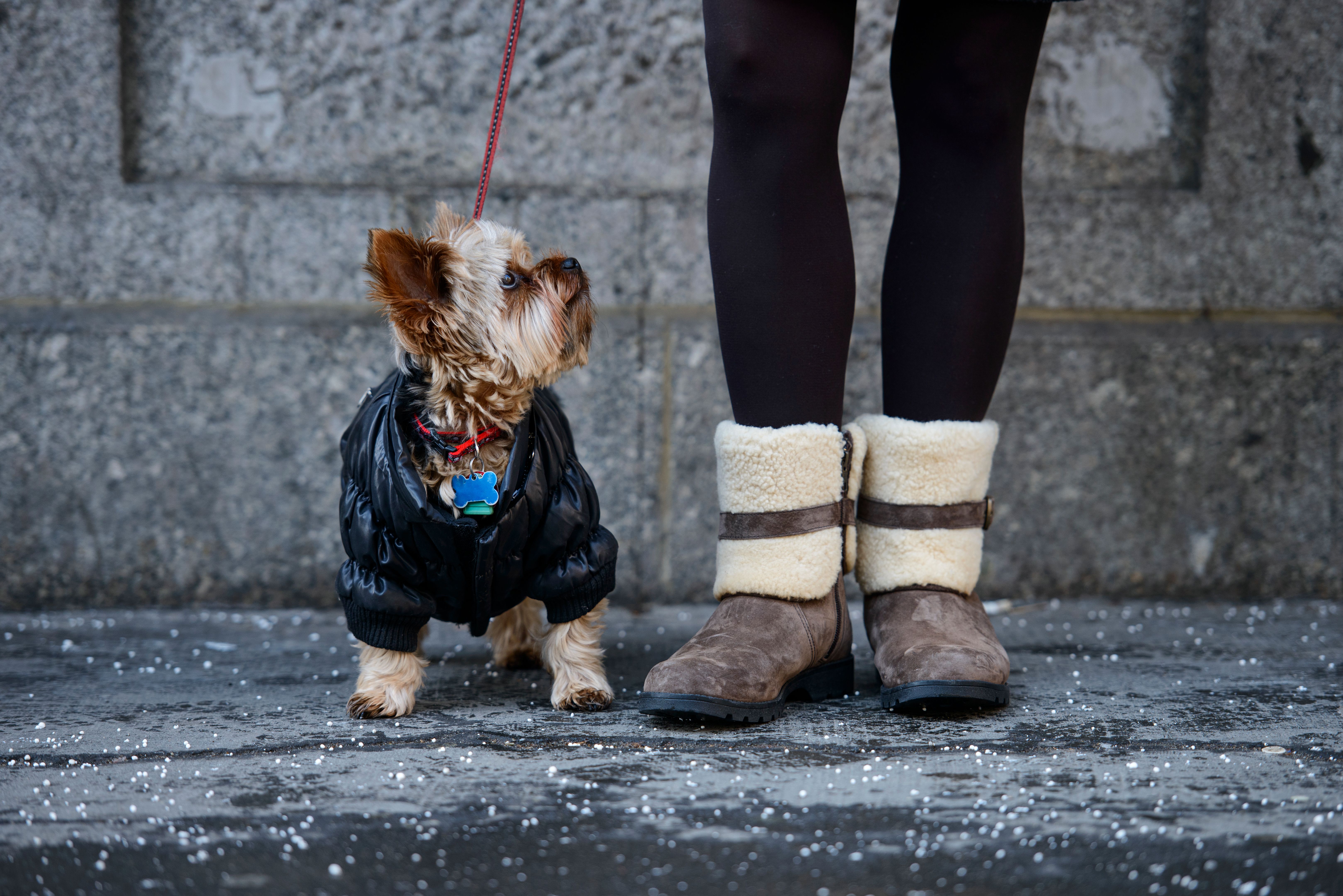 dog boots winter