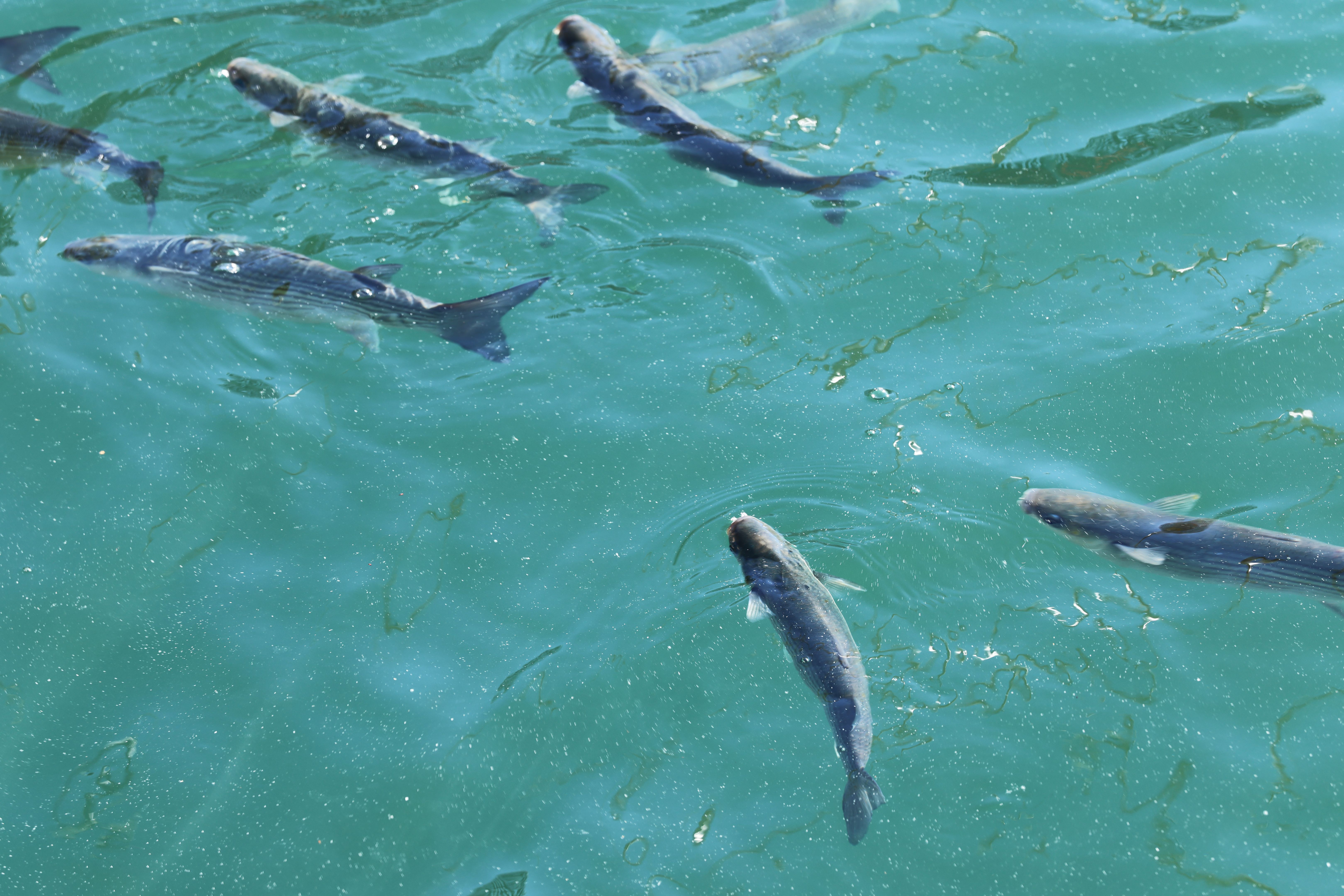 Fish swimming in the water