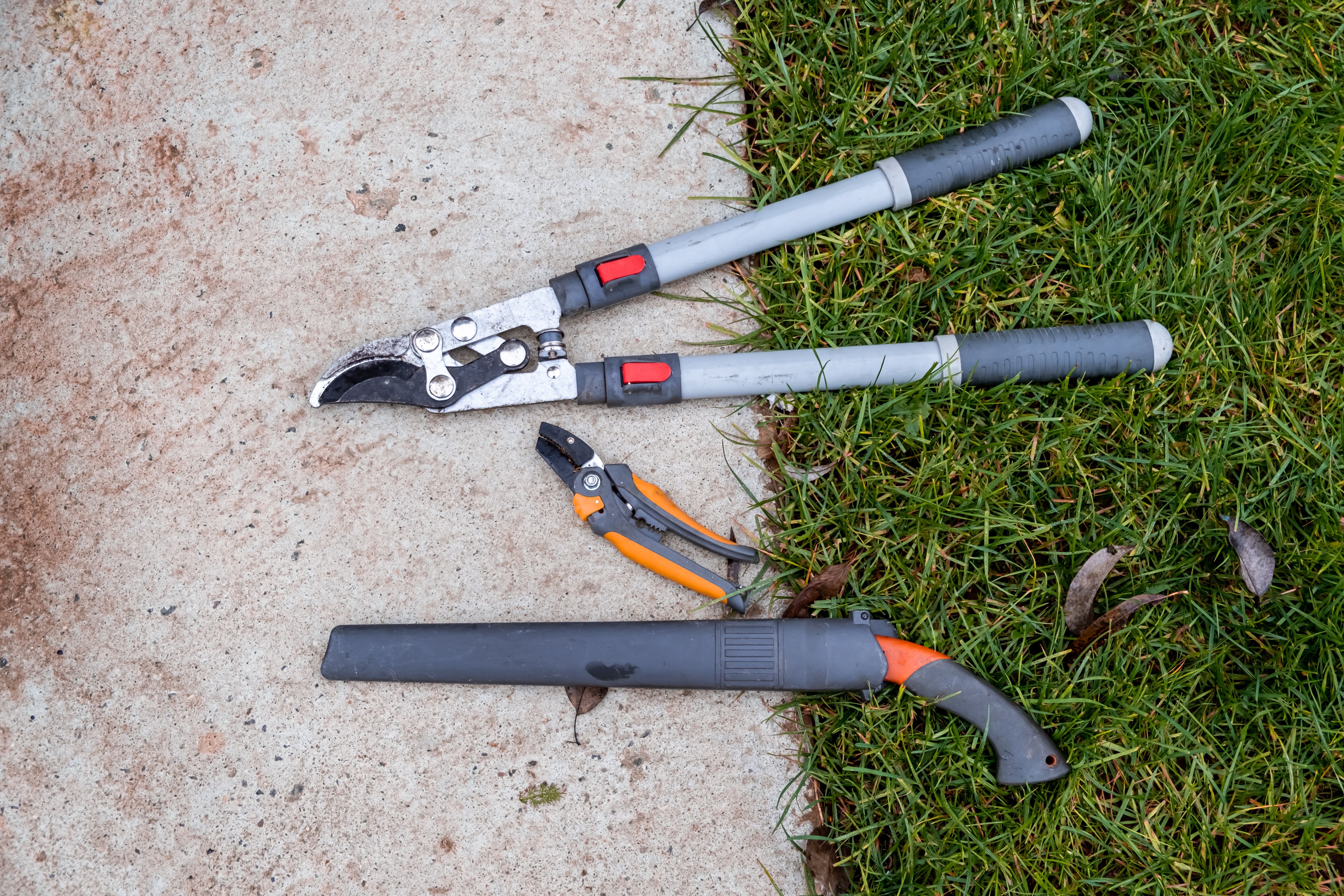 tree care tools