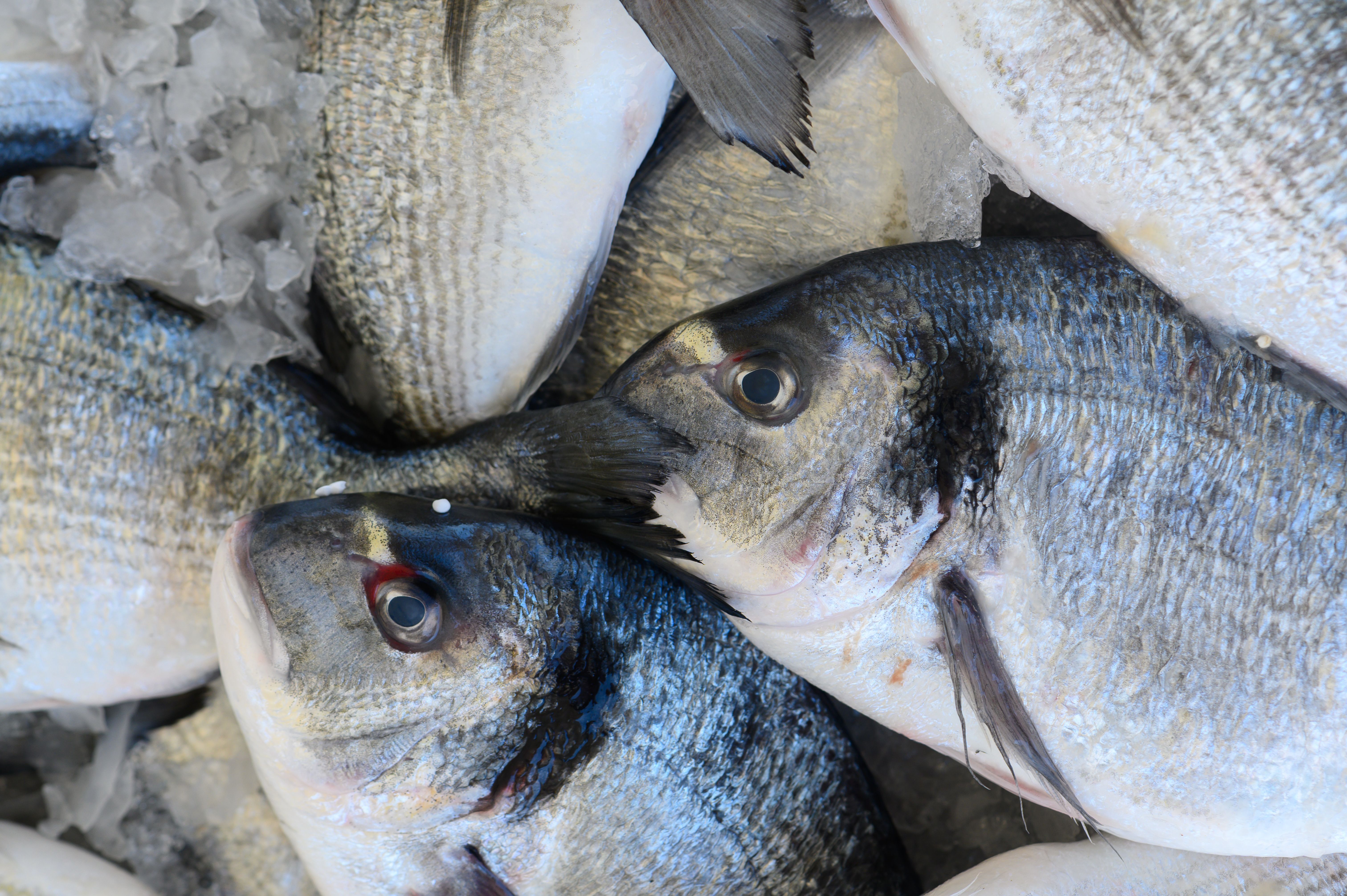 seafood supplier
