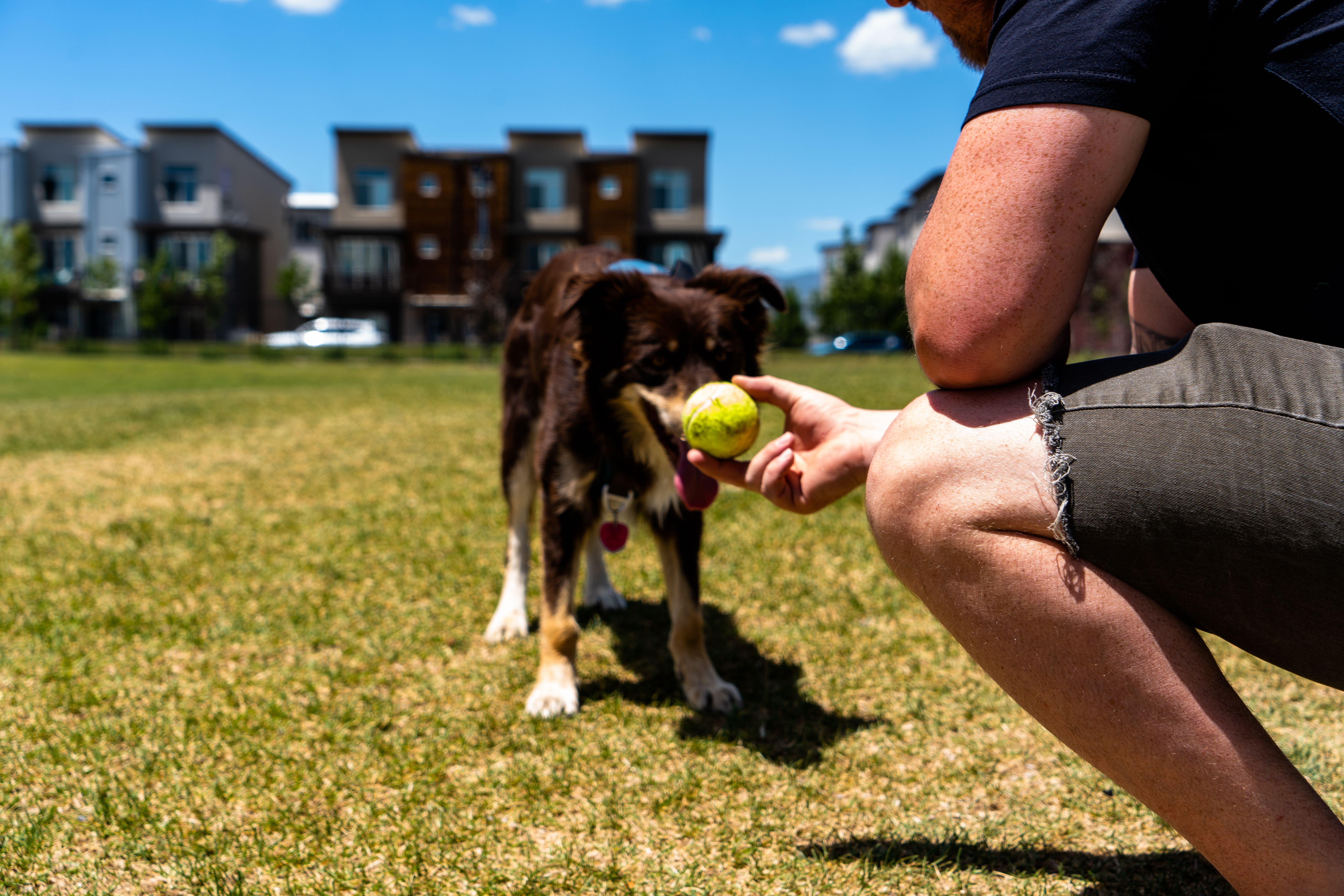 australian shepherd playing