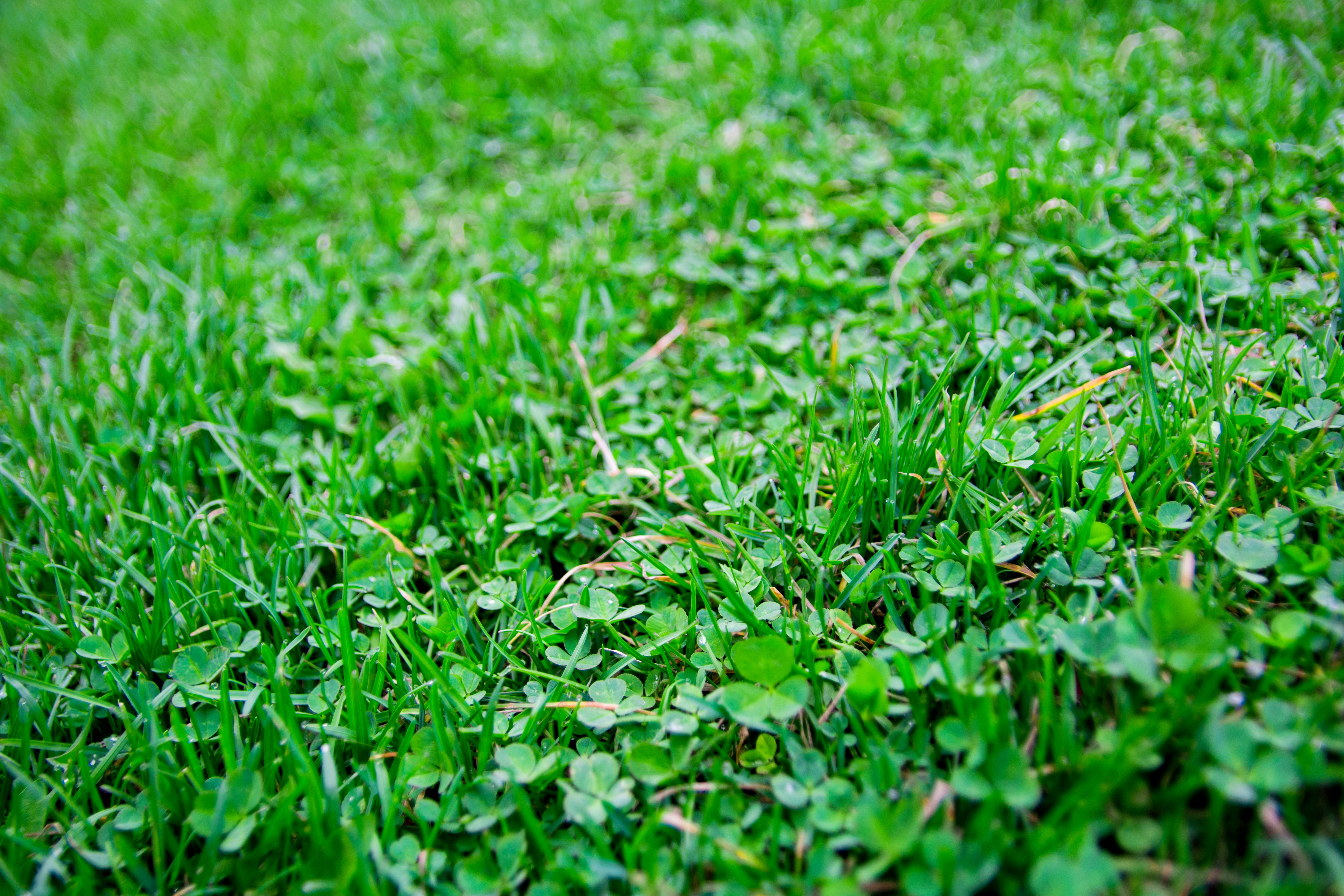 Background of green summer clover grass, selective focus