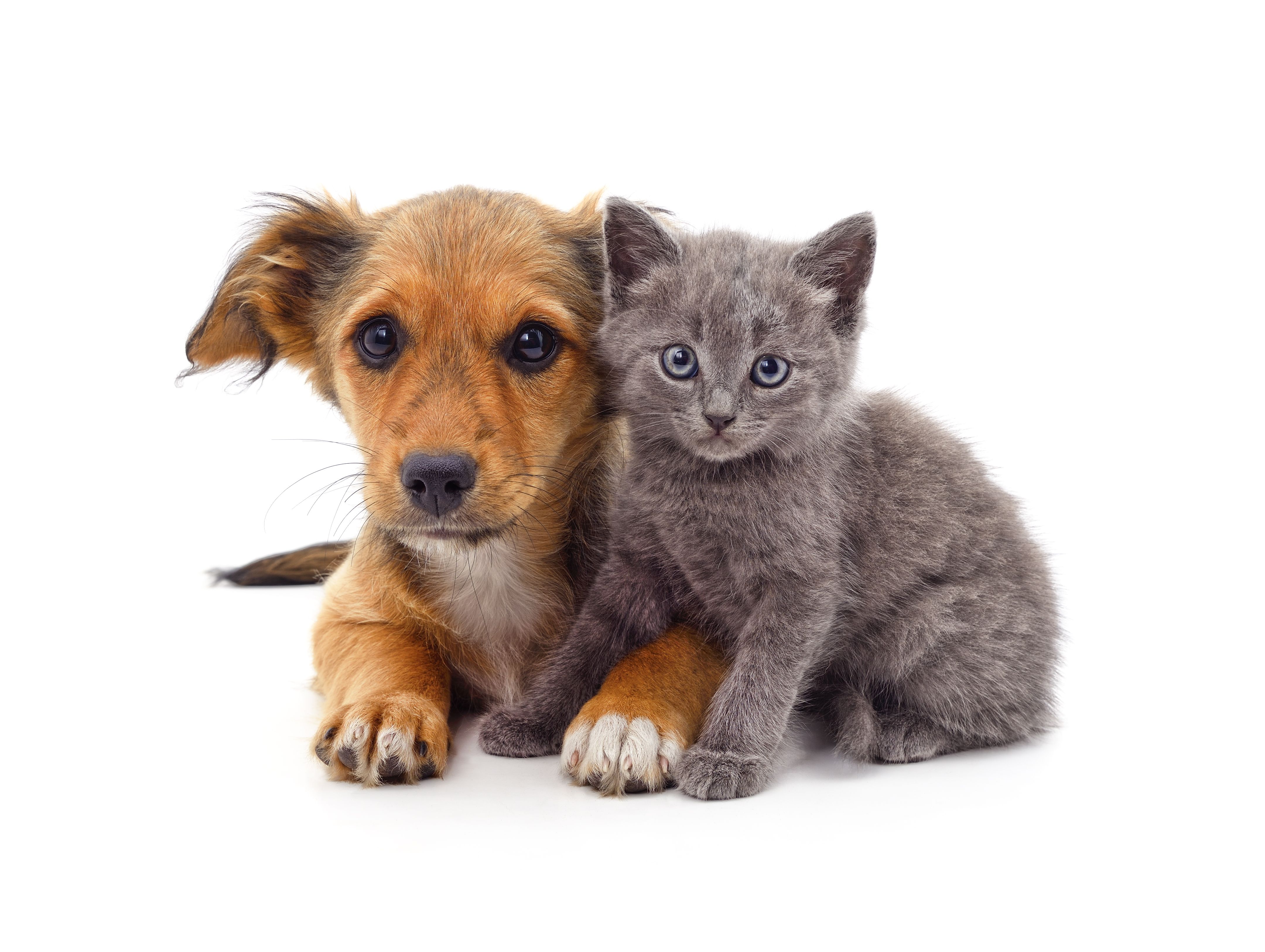 puppy kitten