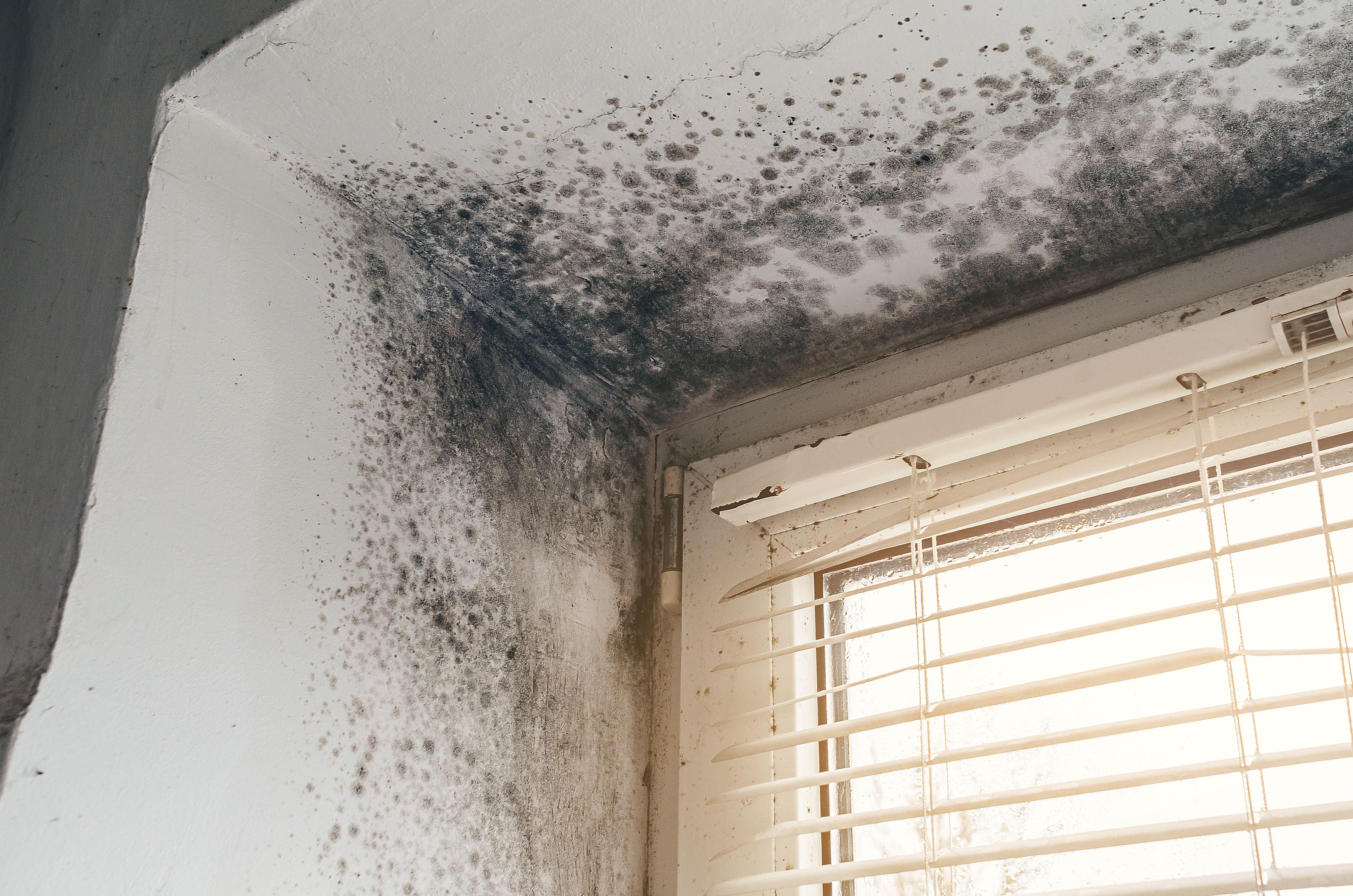 mold on walls